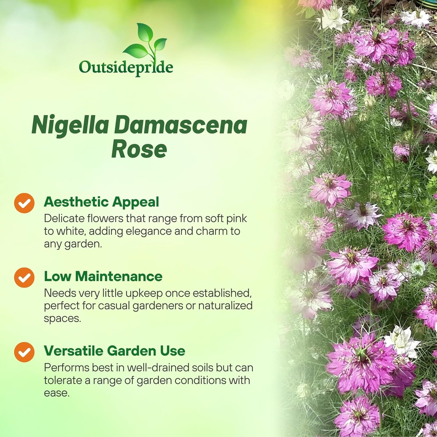 Nigella Rose Love In A Mist Flowers
