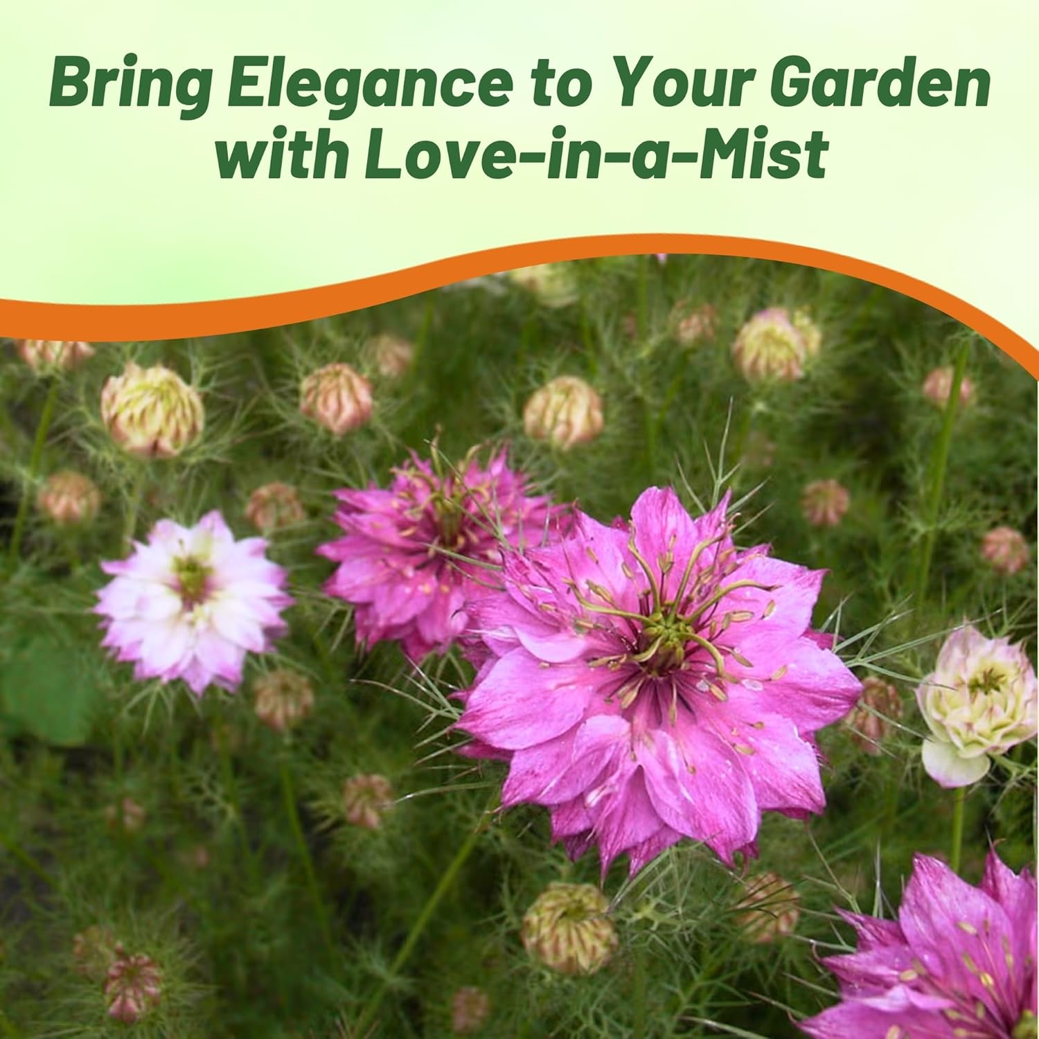 Love In A Mist Rose Garden Flowers