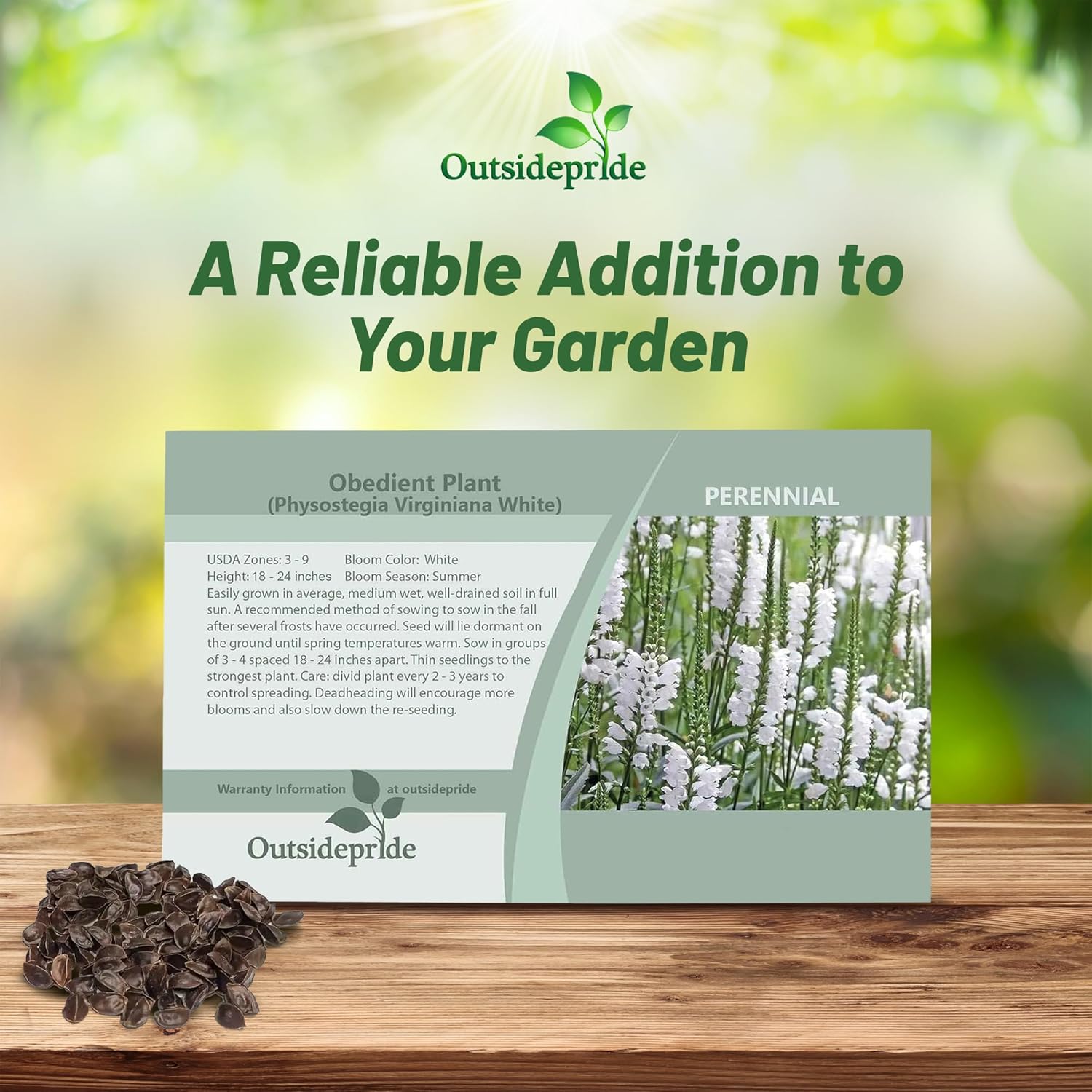 Obedient Plant White Flower Seed Packet