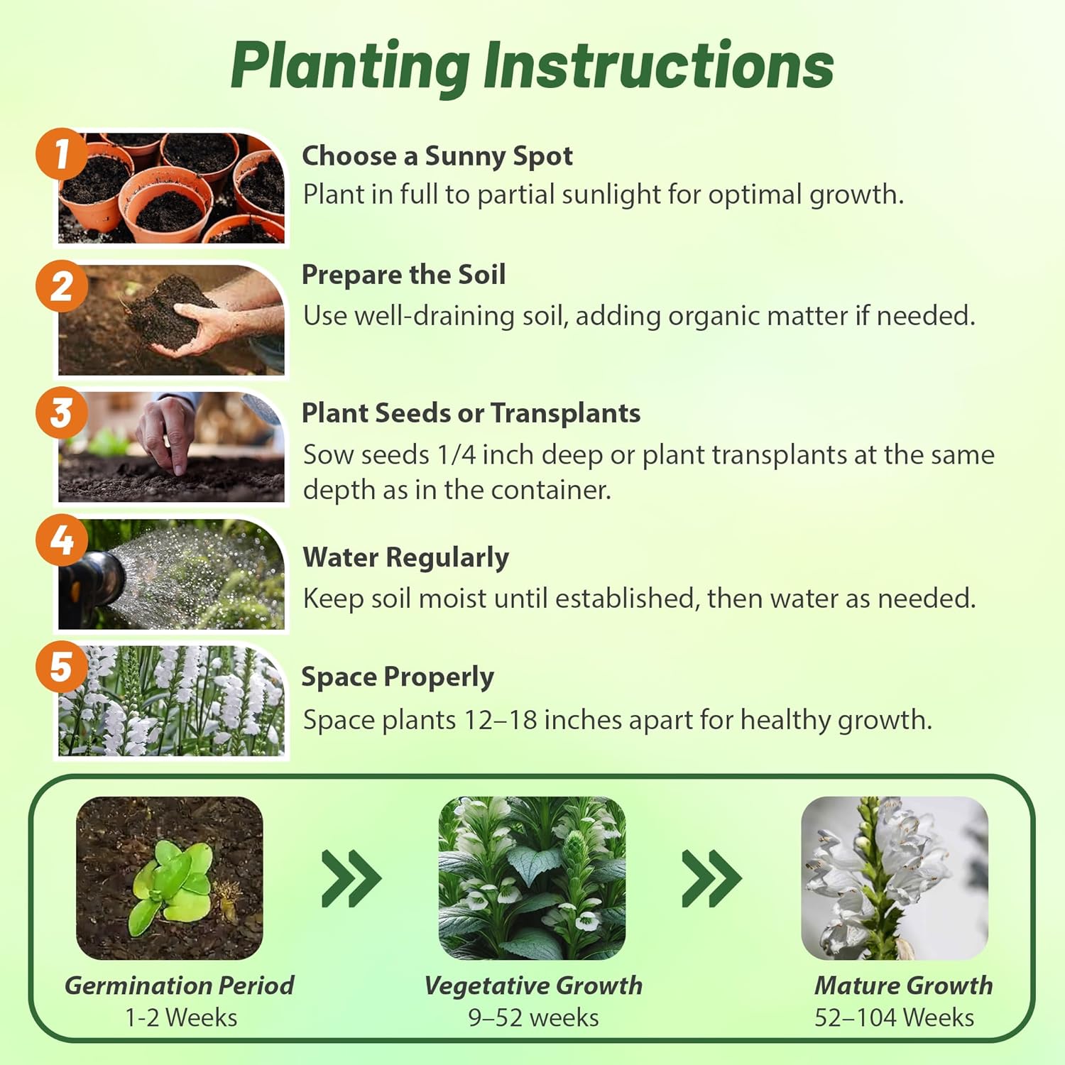 Obedient Plant White Flower Seed Planting Directions