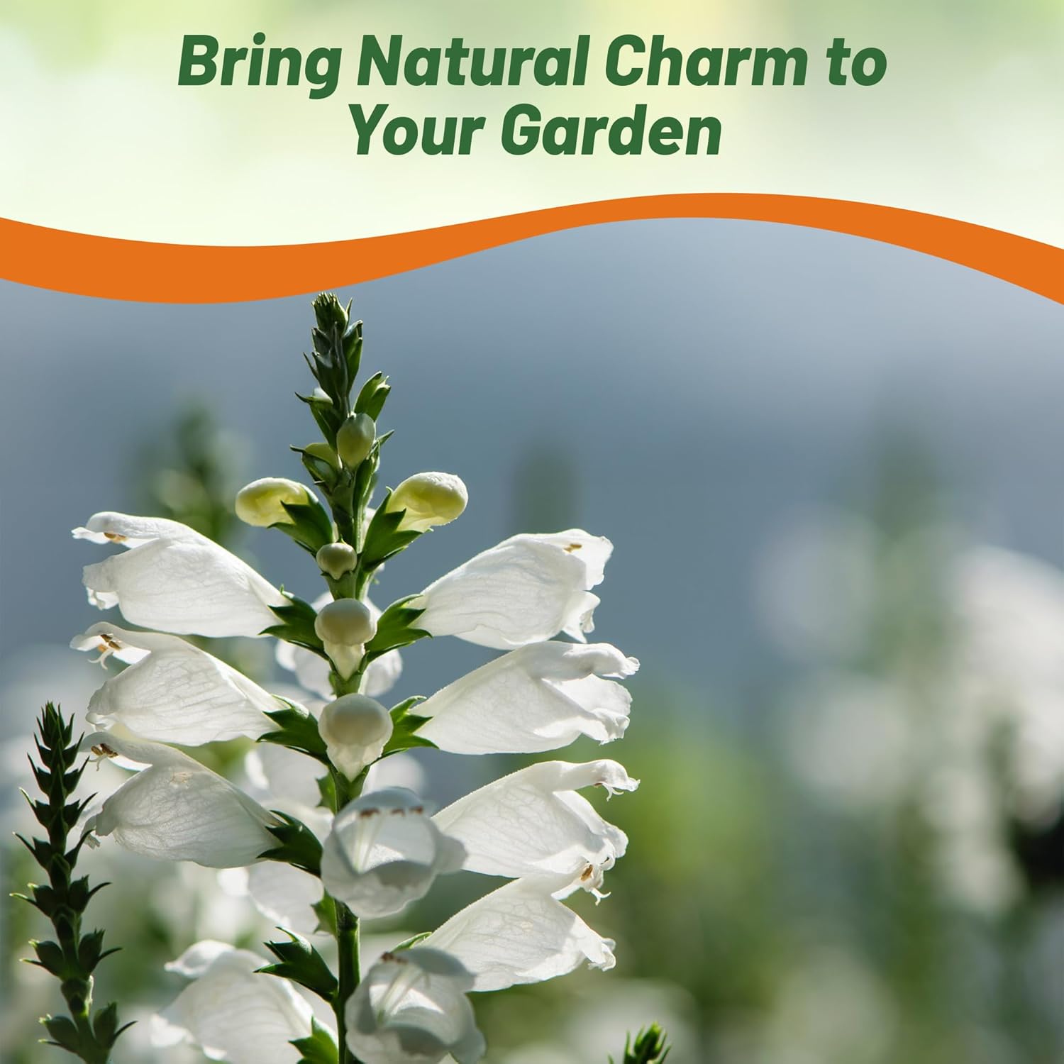Obedient Plant White Pollinating Flowers