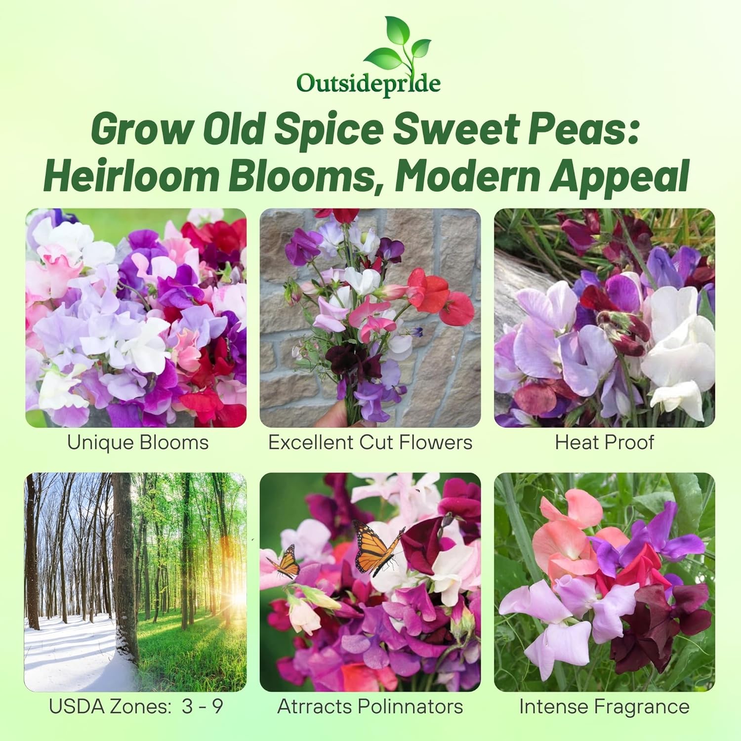 Sweet Pea Old Spice Mix Seed Mixture