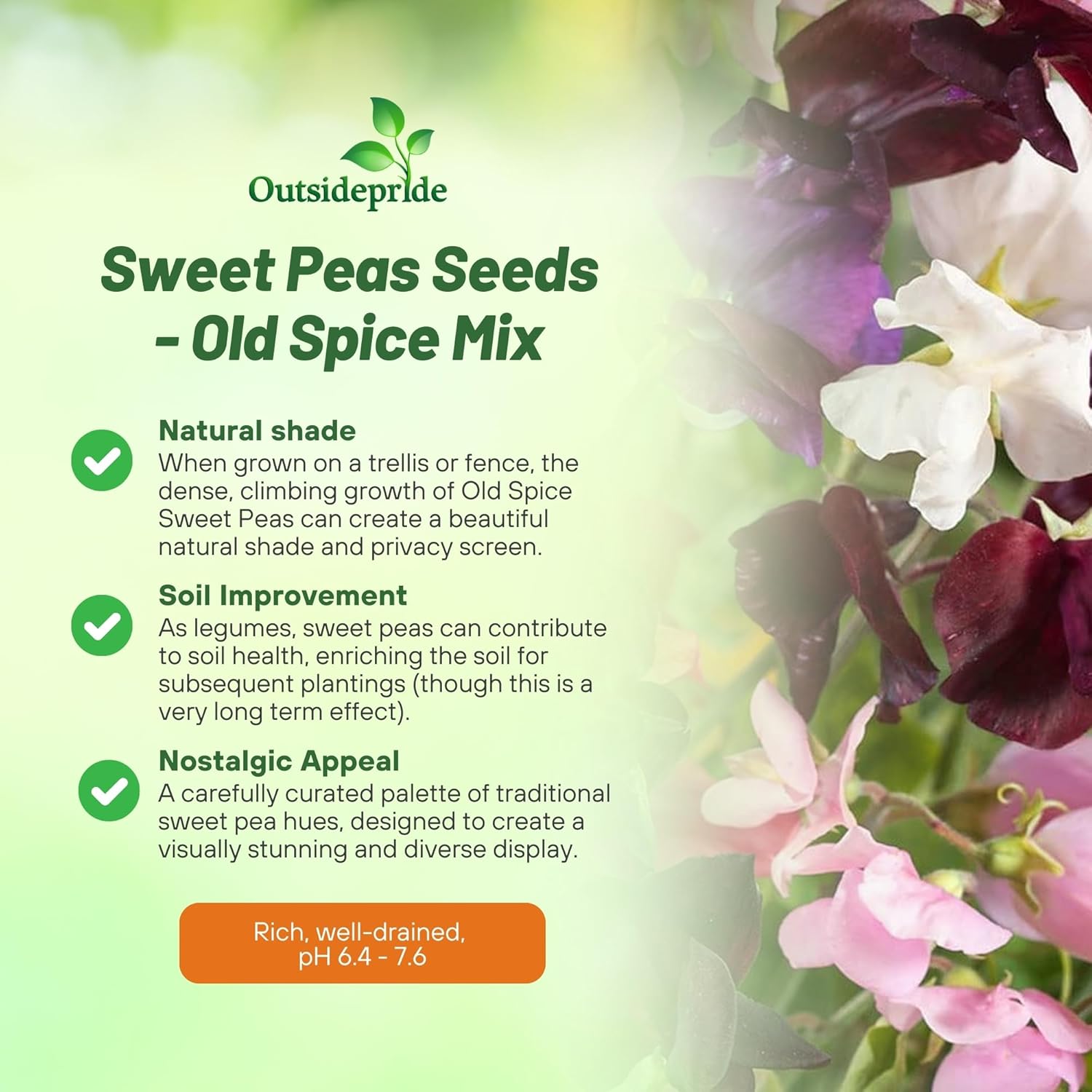Annual Sweet Pea Old Spice Mix