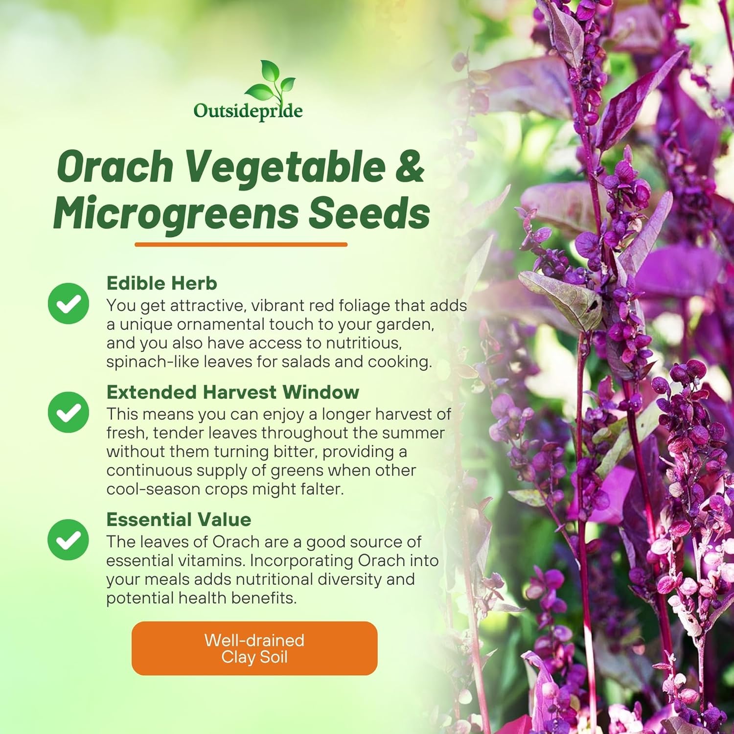 Garden Orache Plants