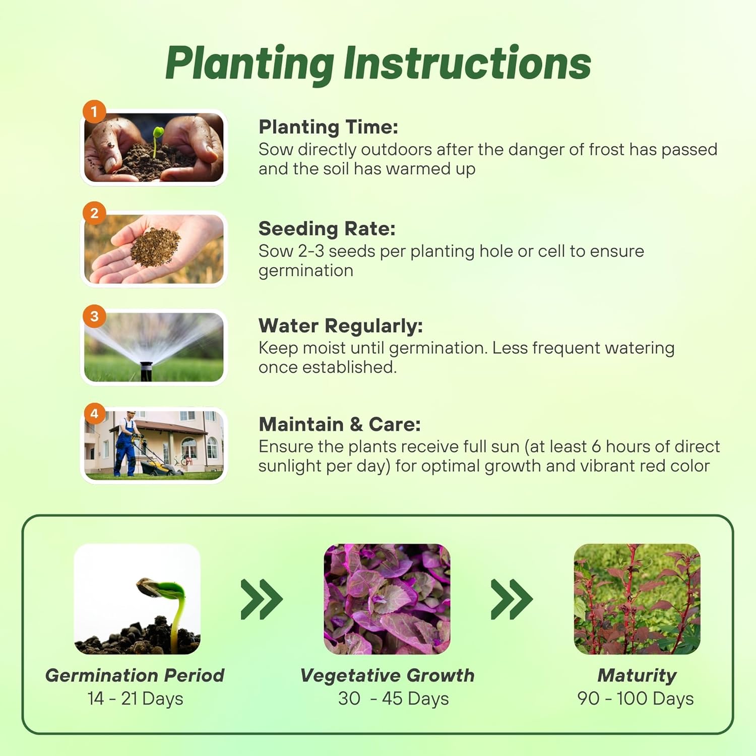 Red Orach Flower Seed Planting Directions