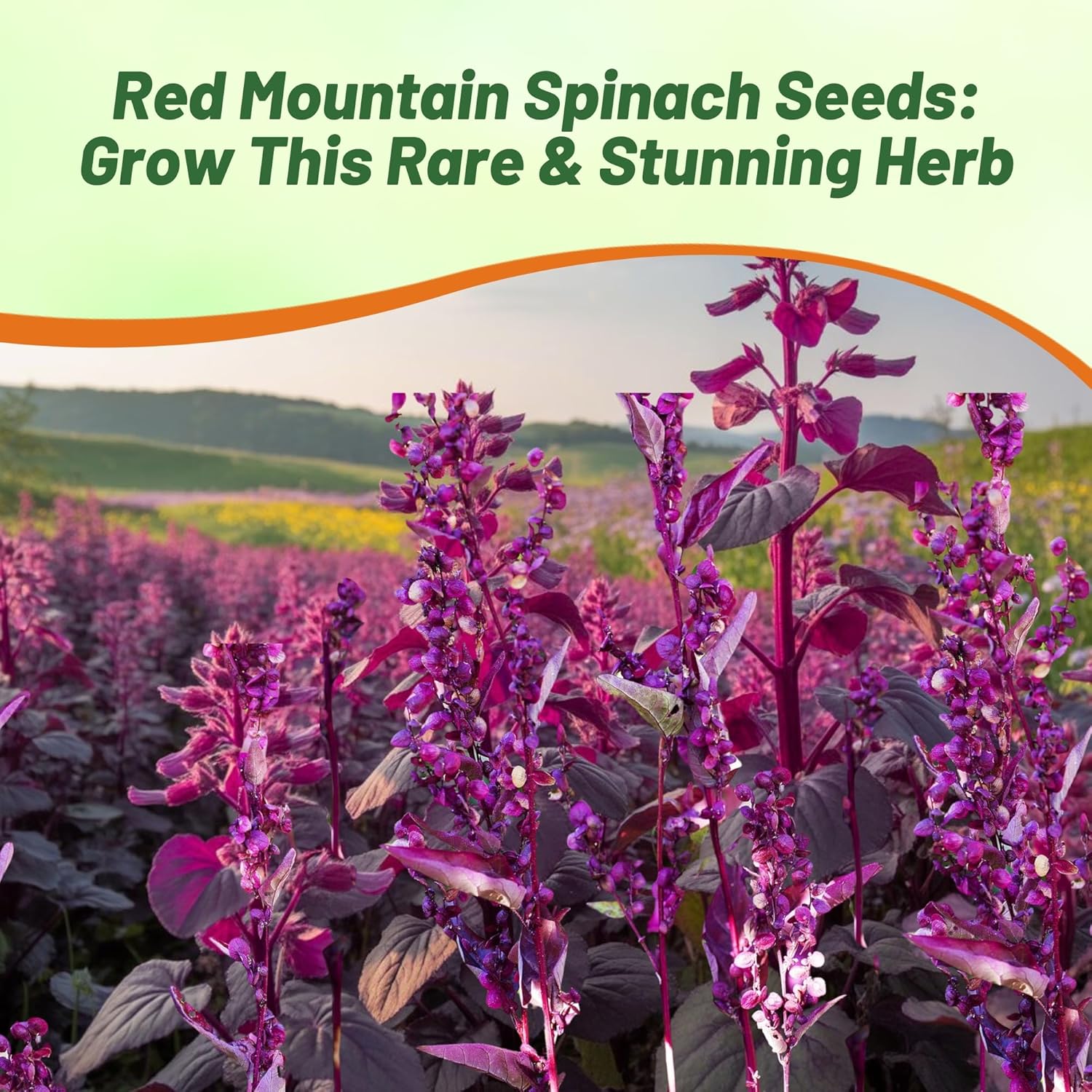 French Spinach Pollinating Flowers