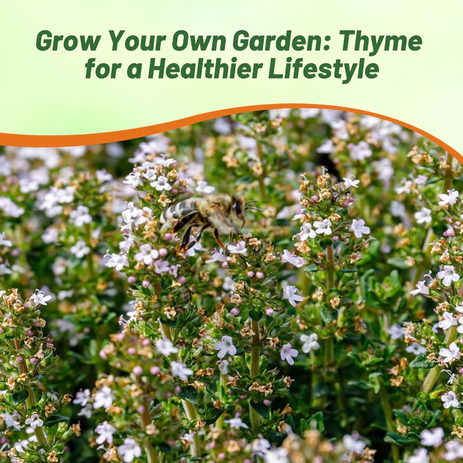 Orange Thyme Herb Garden