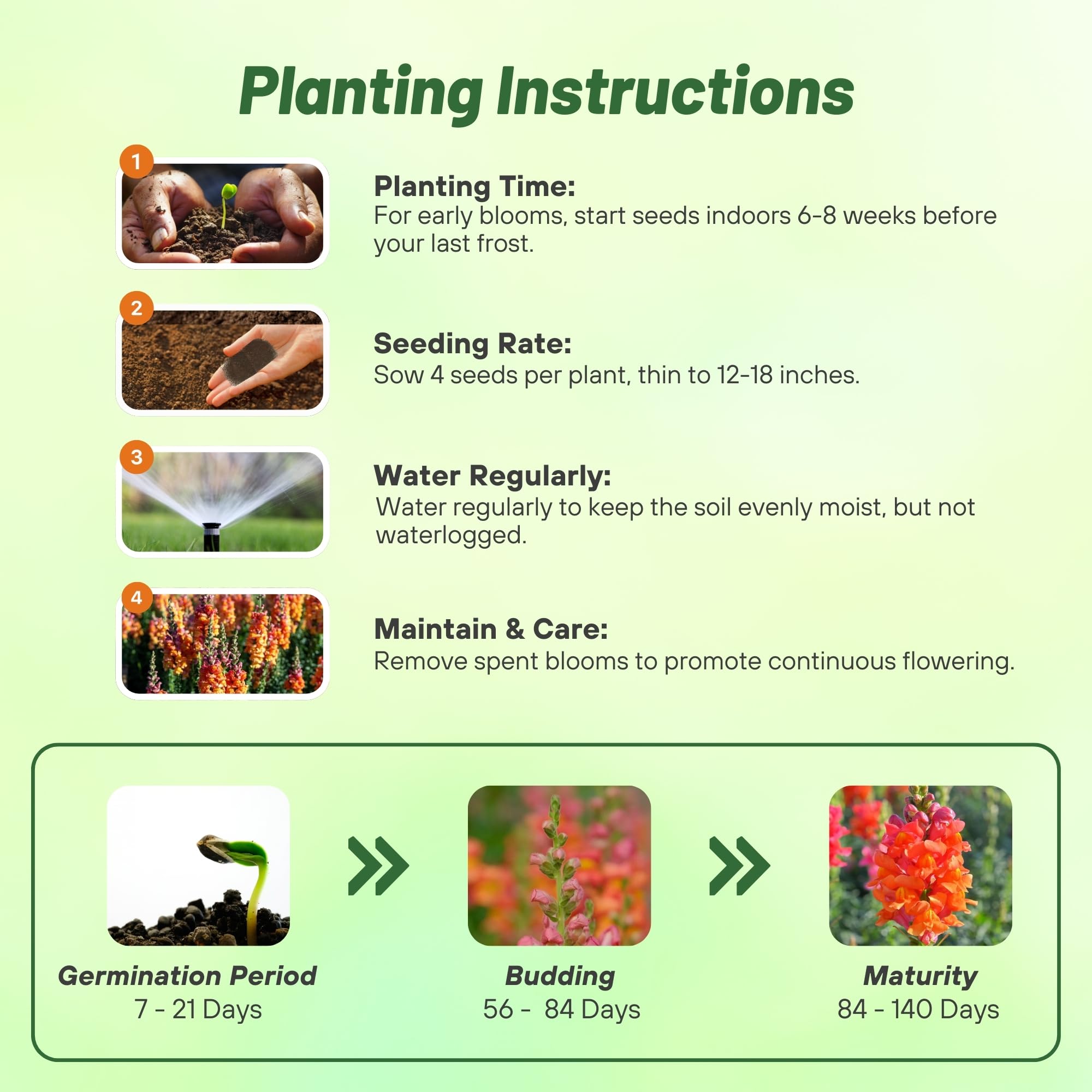 Snapdragon Orange Wonder Planting Directions