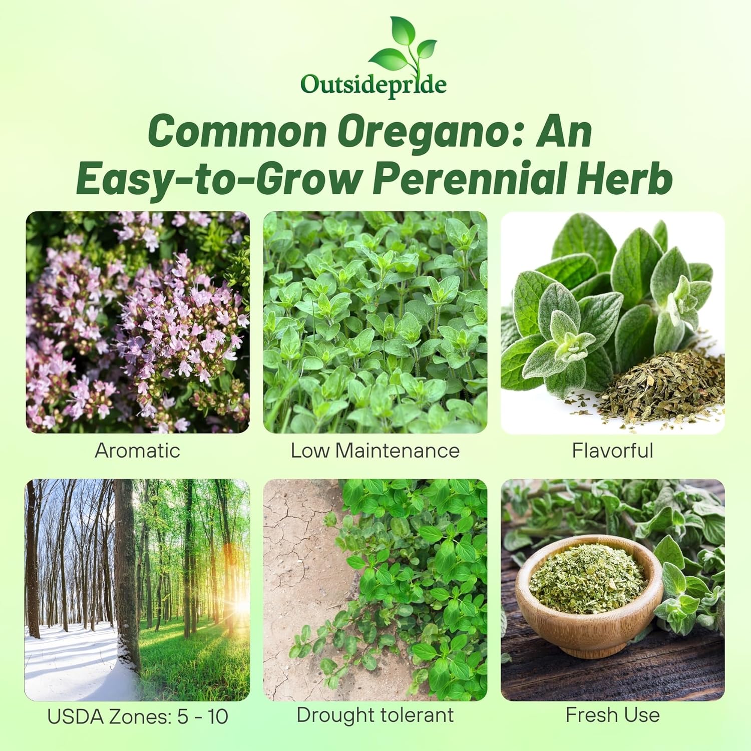 Origanum Vulgare Herb Garden