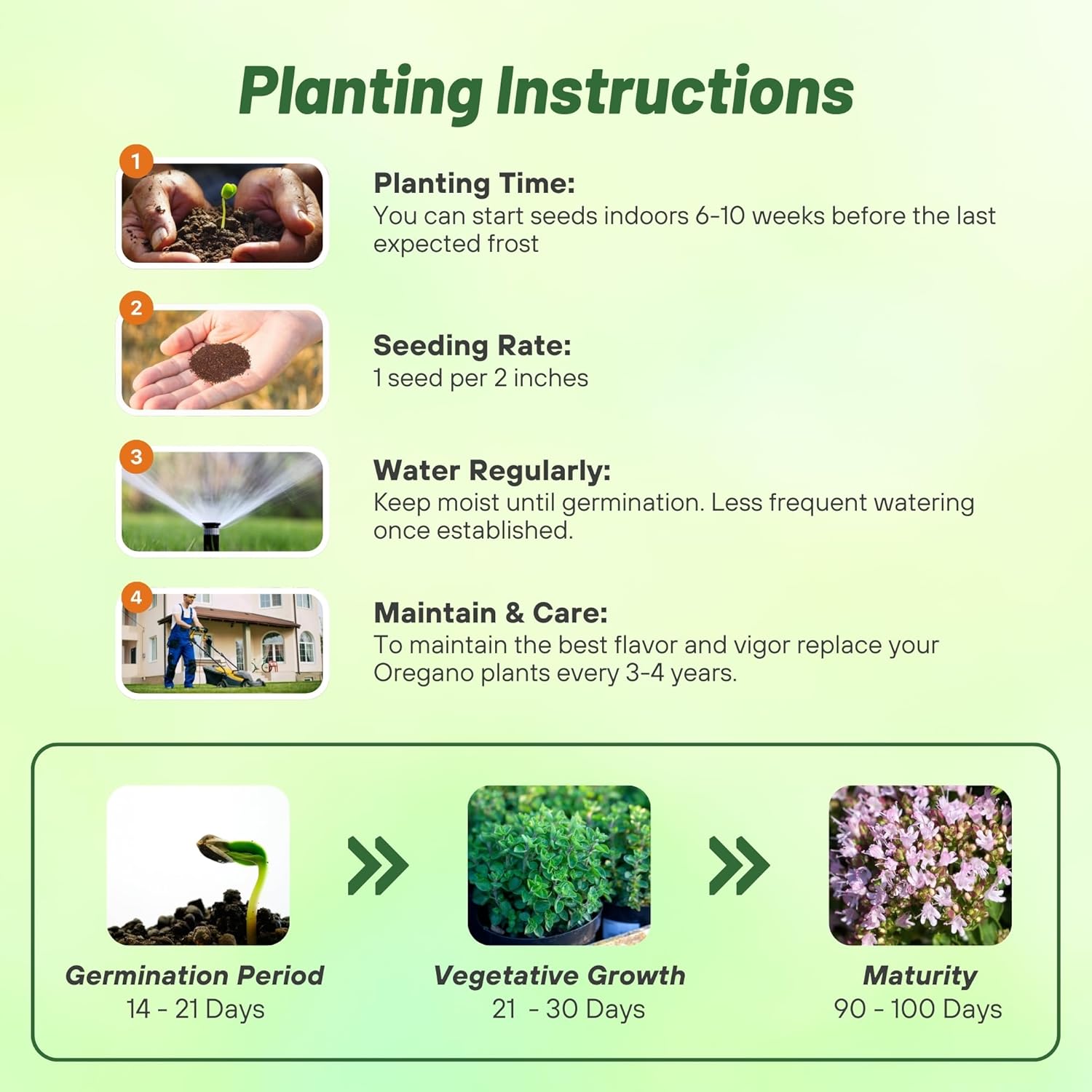 Oregano Herb Seed Planting Directions
