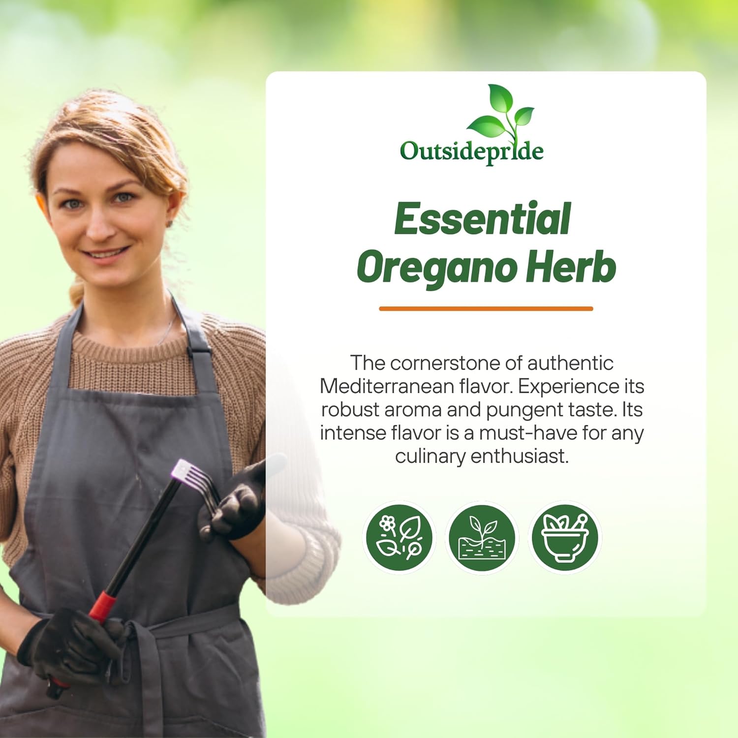 Perennial Bushy Oregano Herb Garden Plants