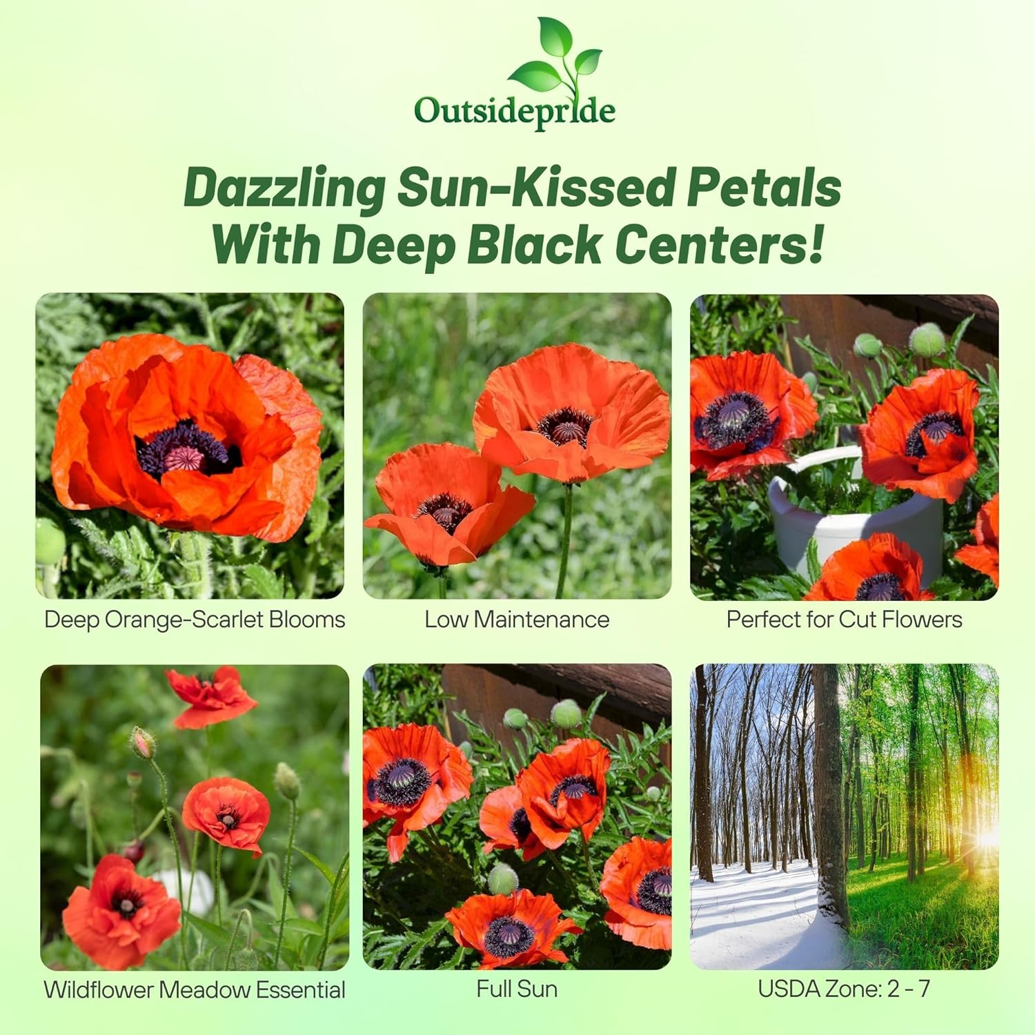 Orientale Poppies Orange-scarlet Flowers