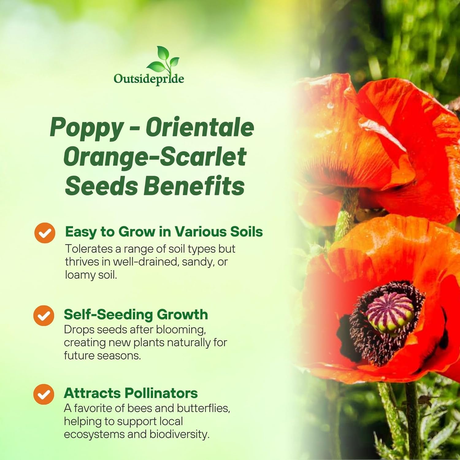 Poppy Orientale Orange-scarlet