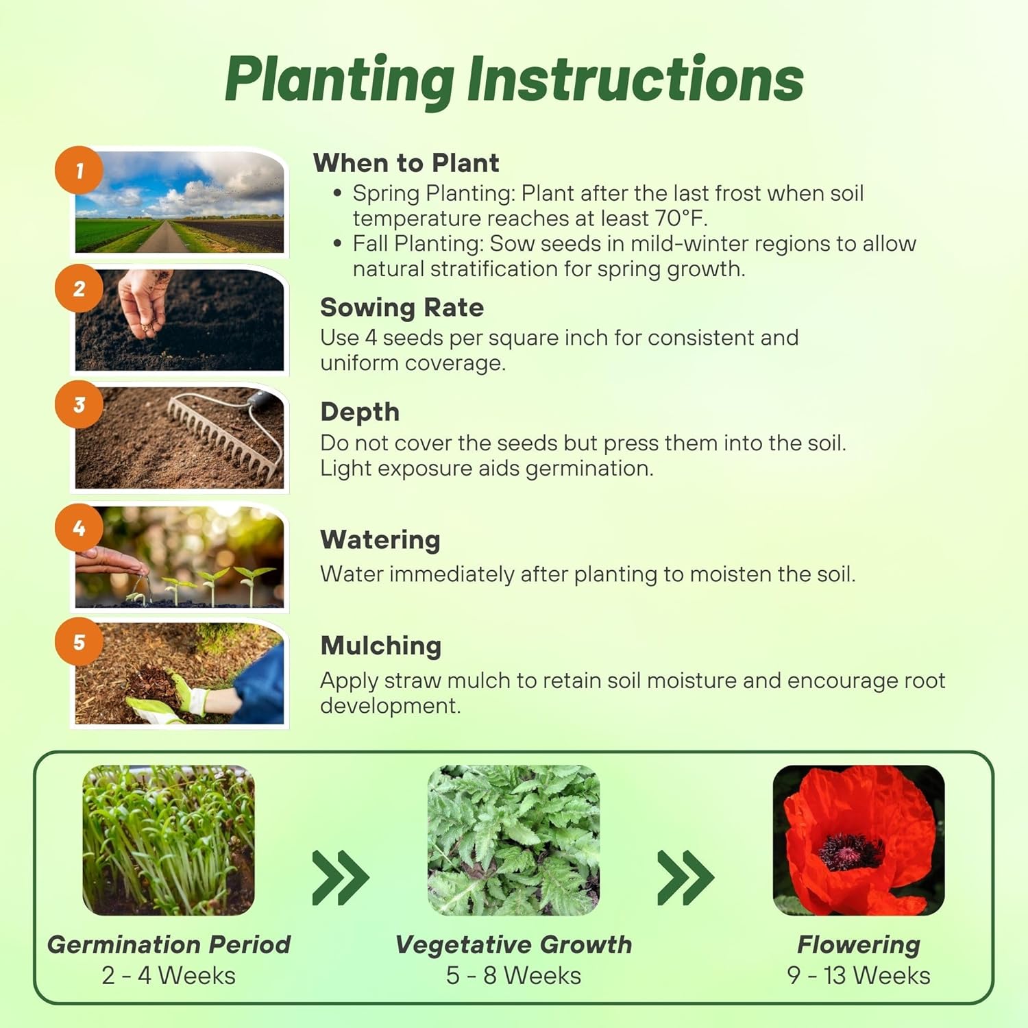 Papaver Orientale Orange-scarlet Directions