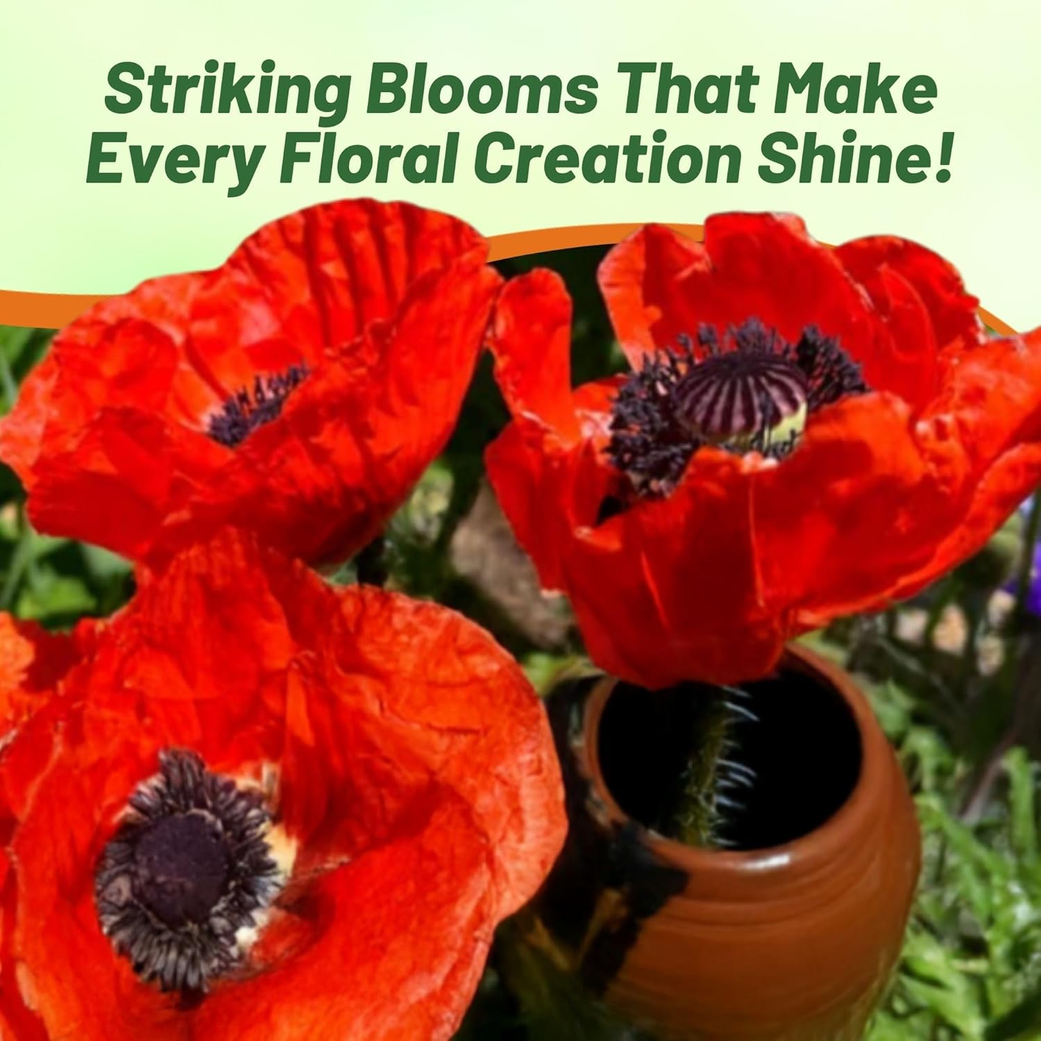Papaver Orientale Orange-scarlet Garden Flowers