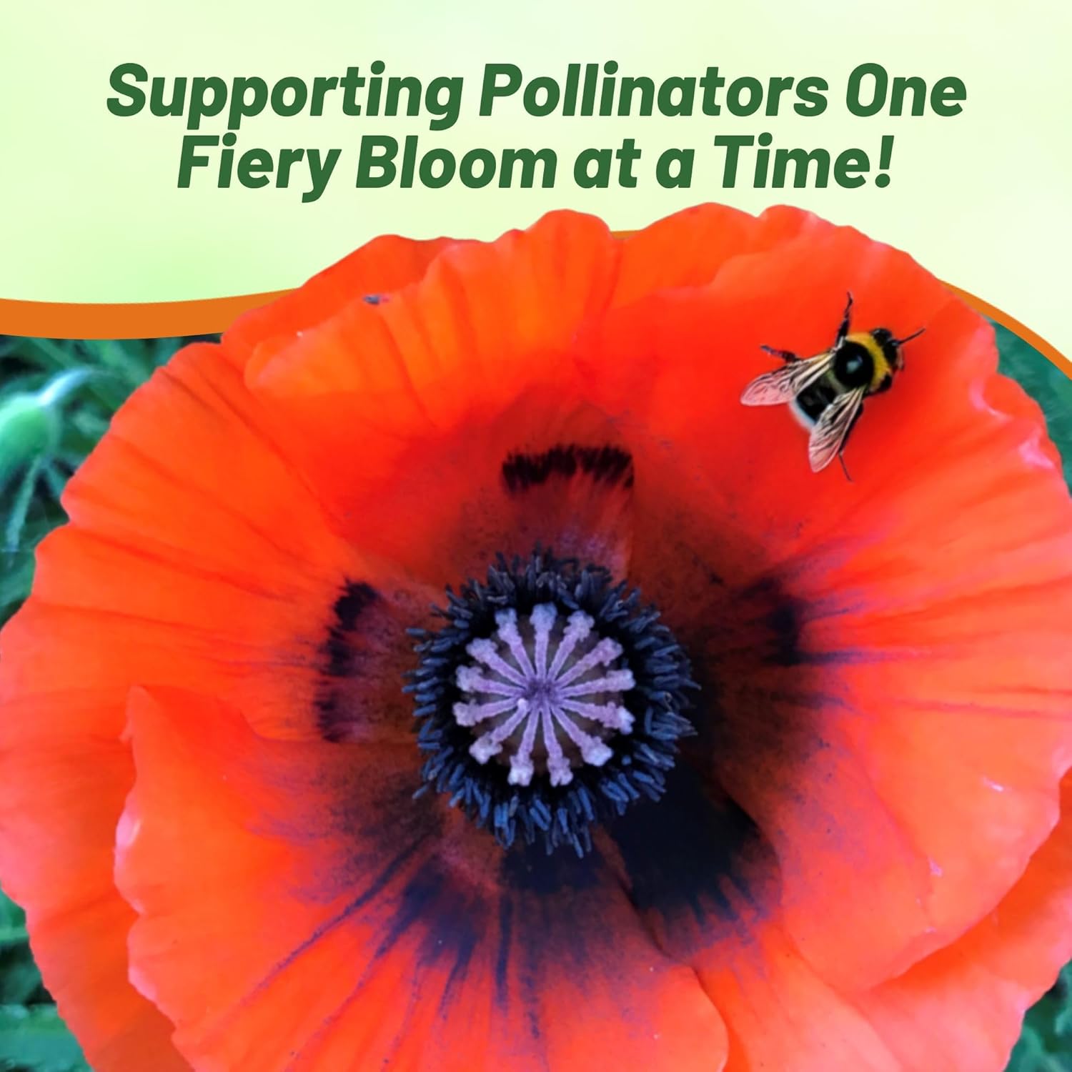Papaver Orientale Orange-scarlet Flowers