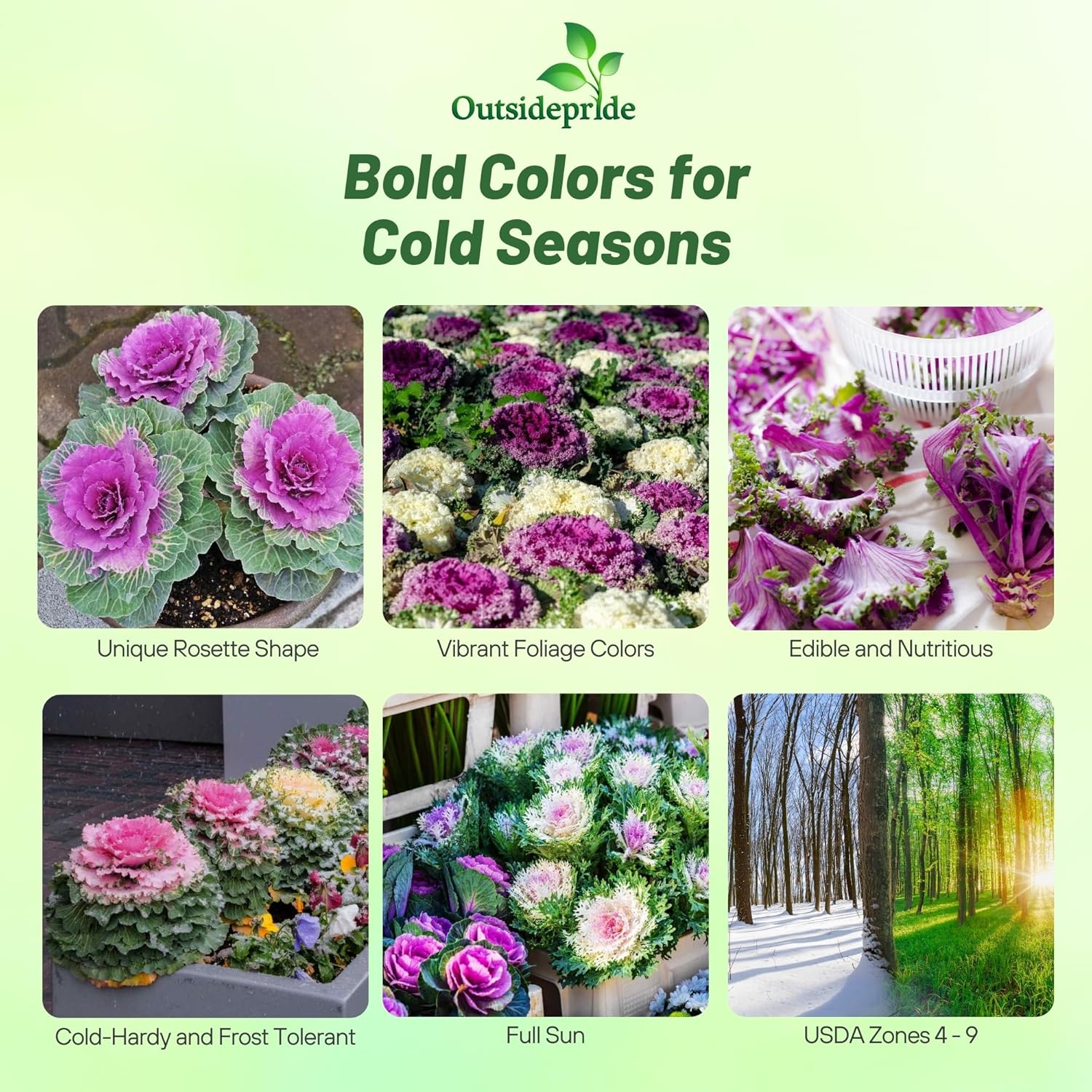 Ornamental Kale Decorative Plants