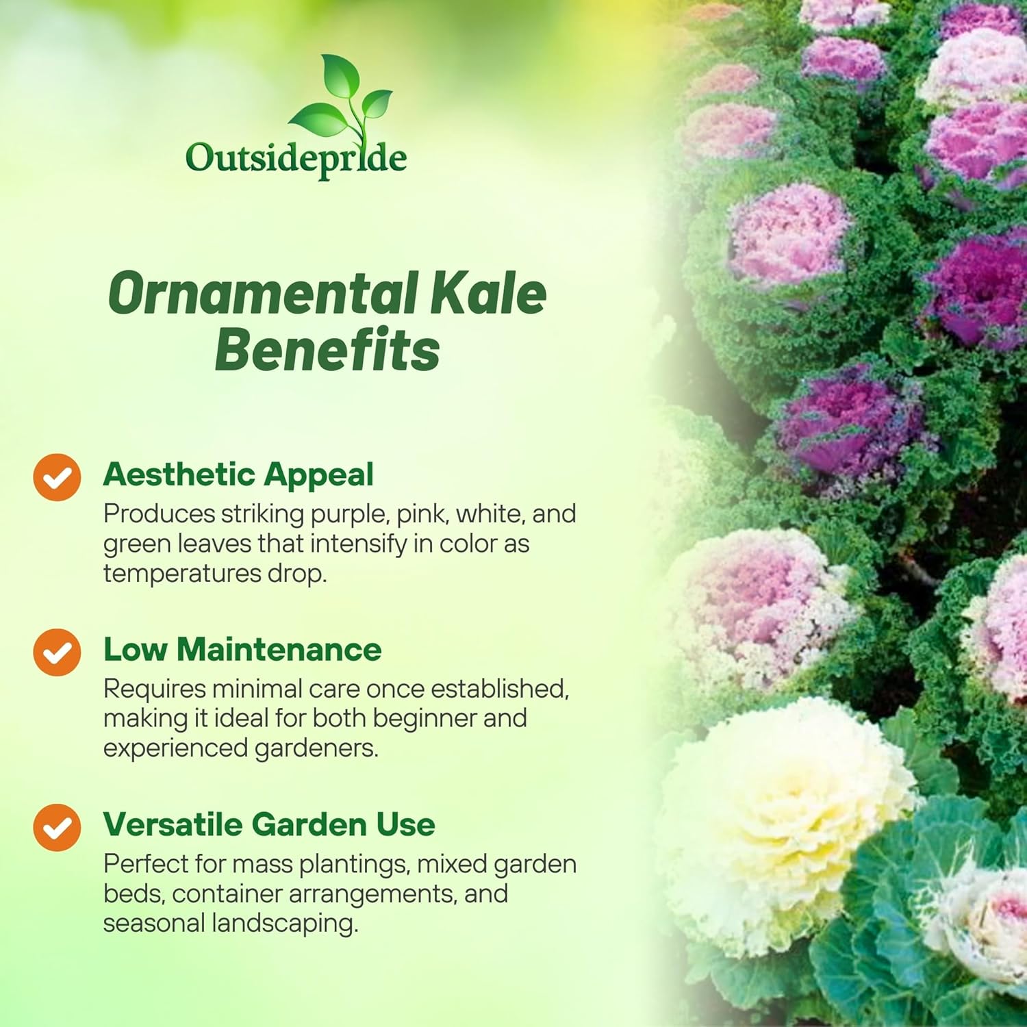 Cool Climate Ornamental Kale