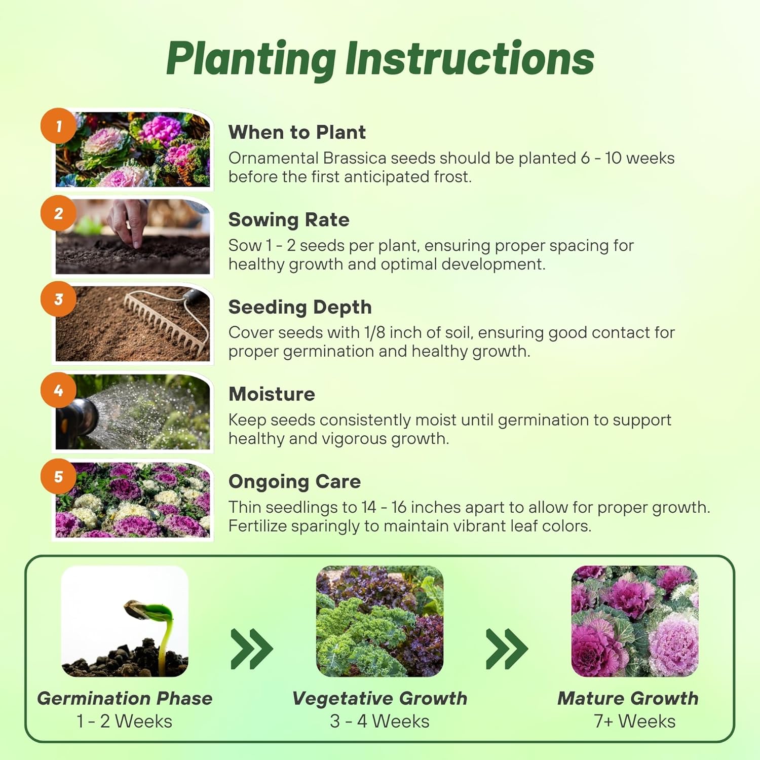 Ornamental Kale Planting Directions