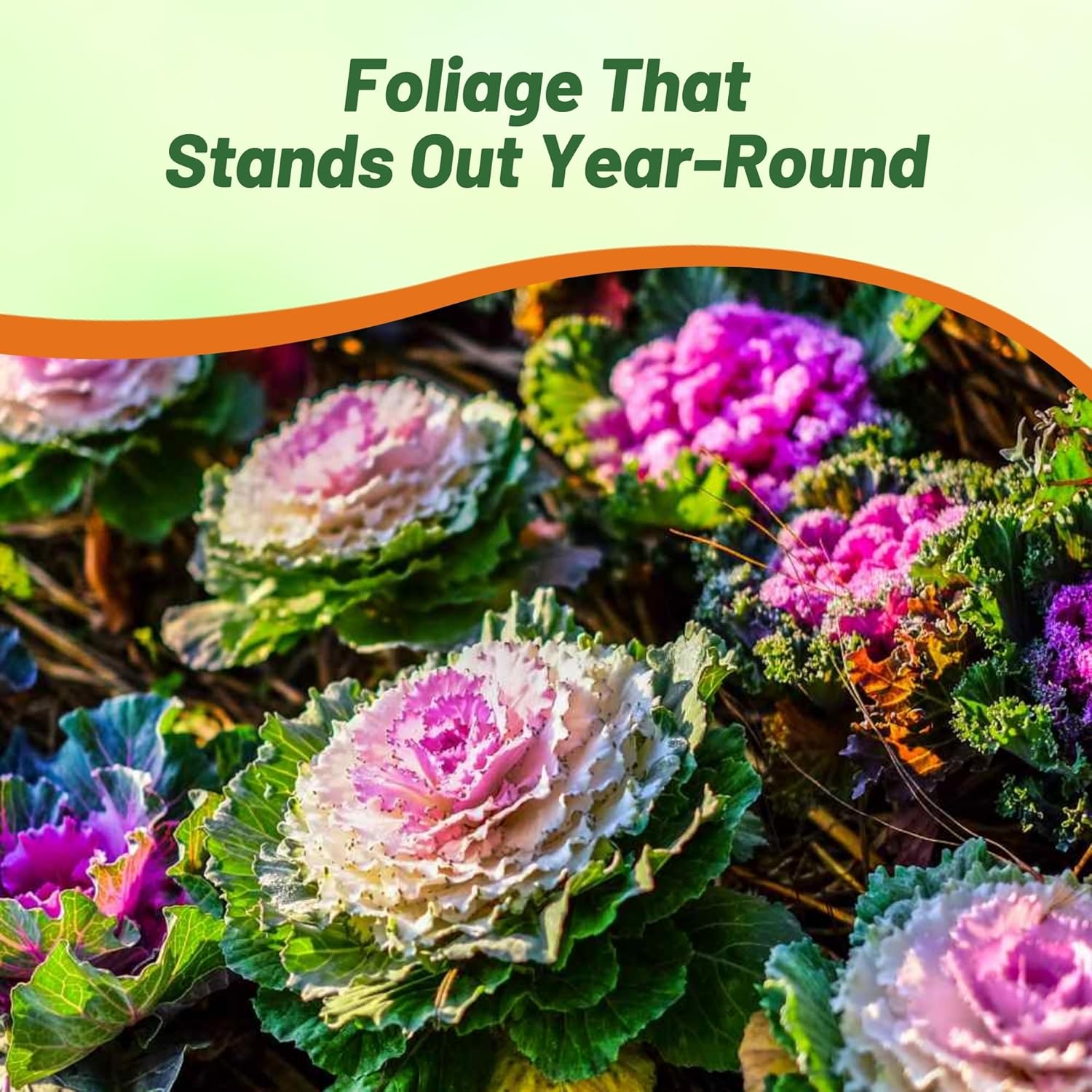 Ornamental Kale Flower Garden