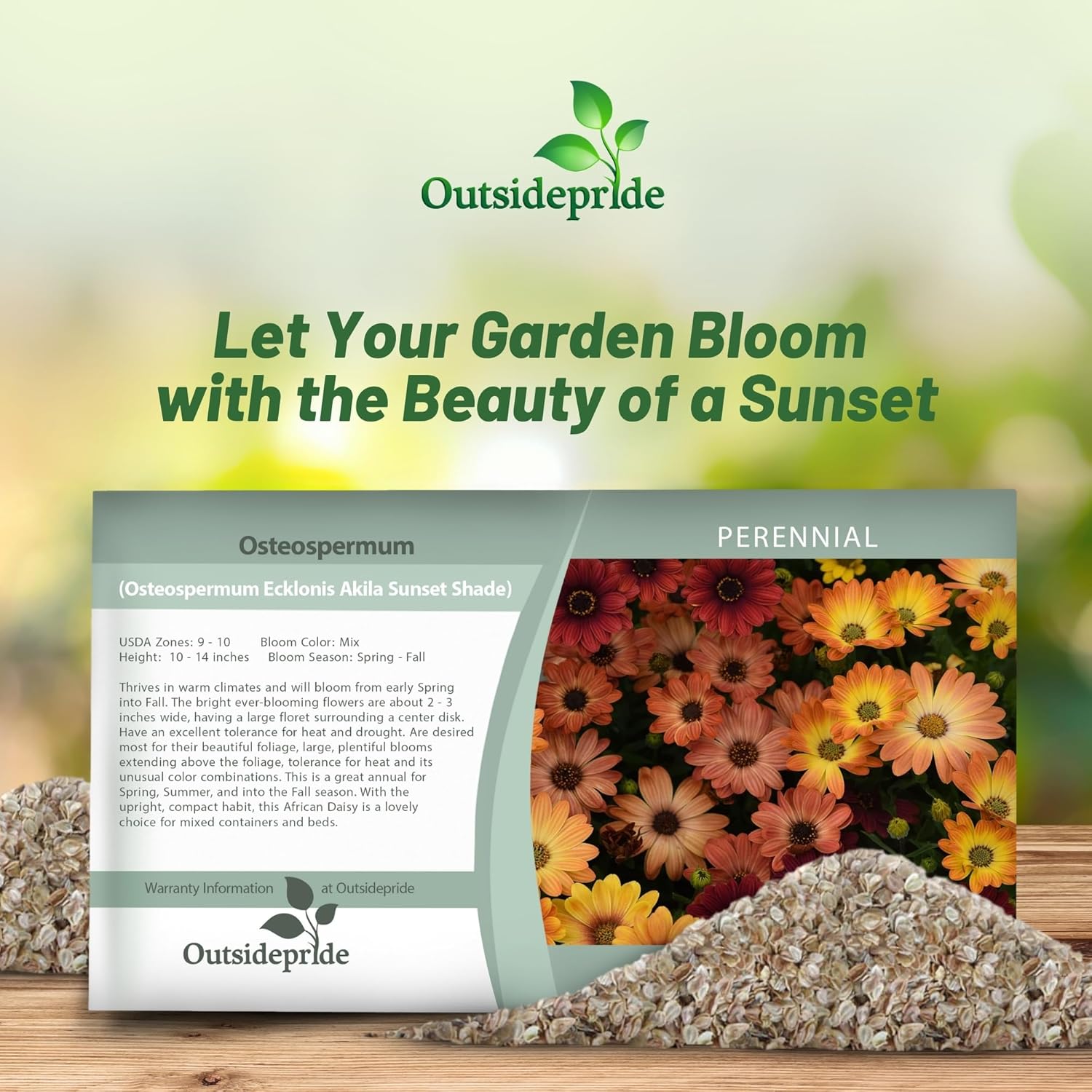 Osteospermum Akila Sunset Seed Packet