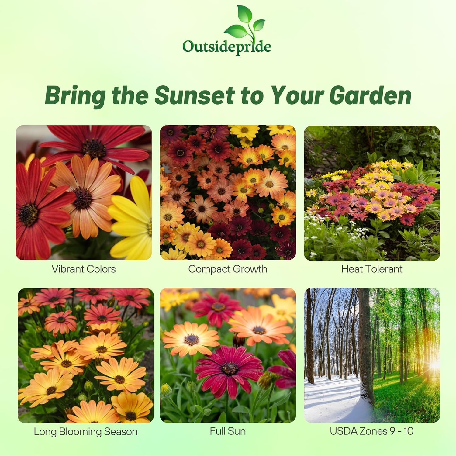Osteospermum Akila Sunset Seed Mix