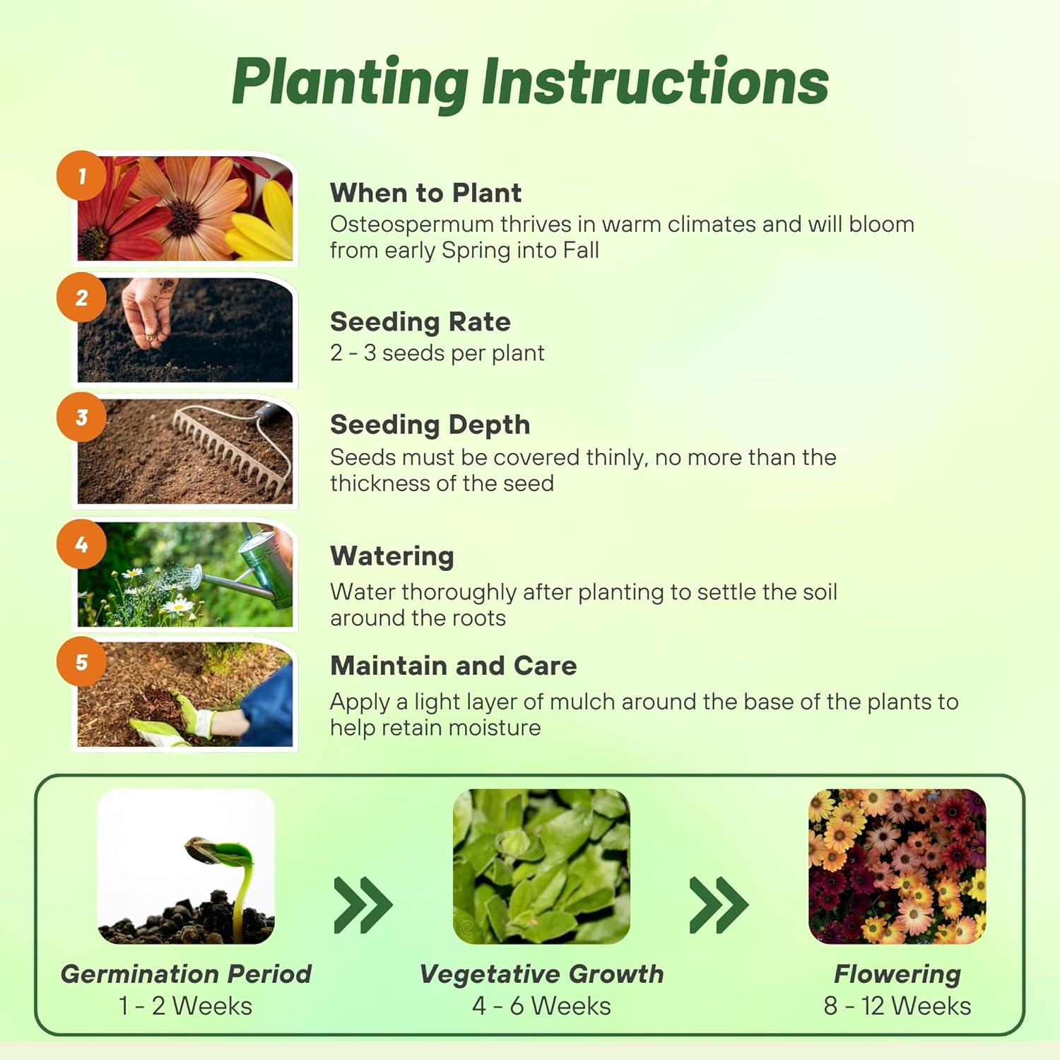 Osteospermum Akila Sunset Planting Directions