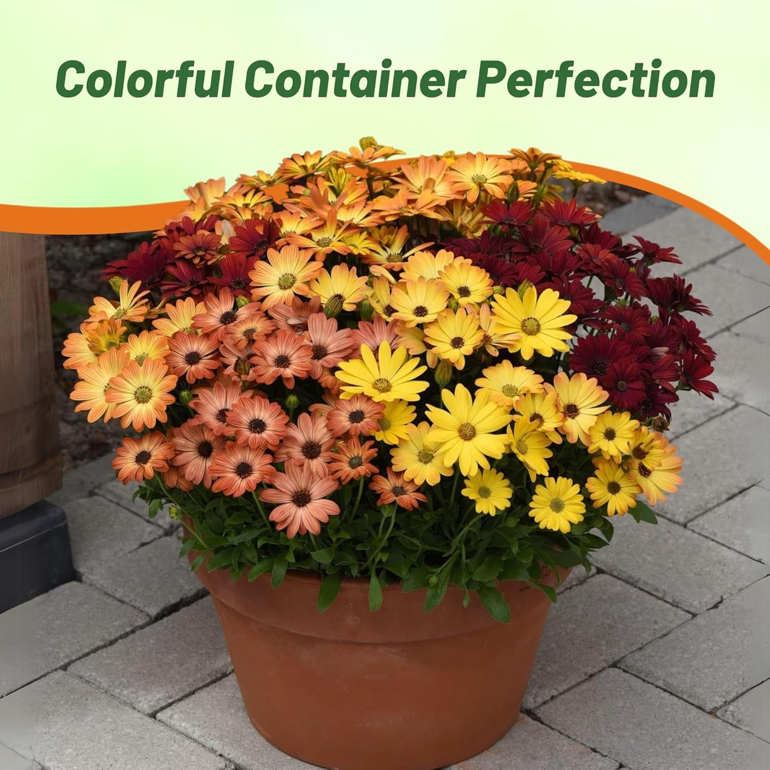 Osteospermum Akila Sunset Mix