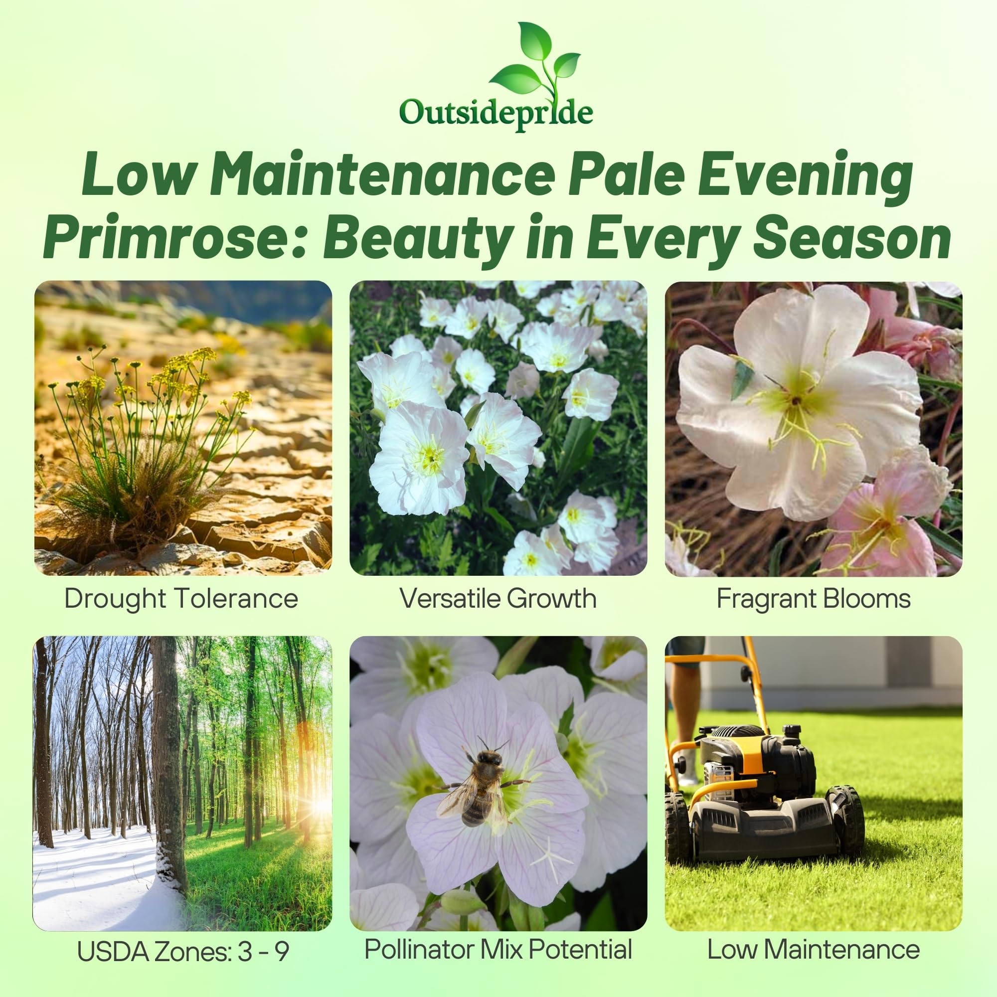Perennial White Evening Primrose Images