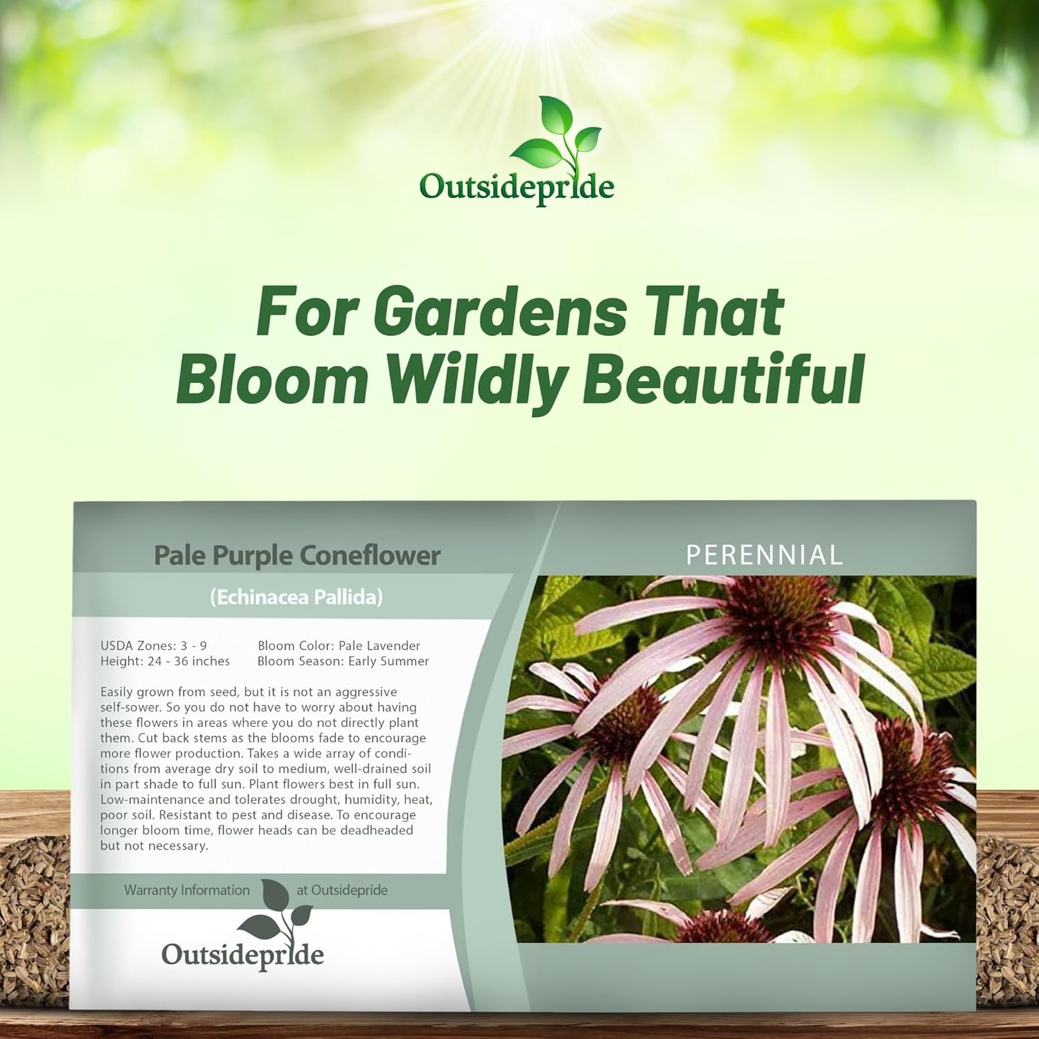 Echinacea Pallida Plants