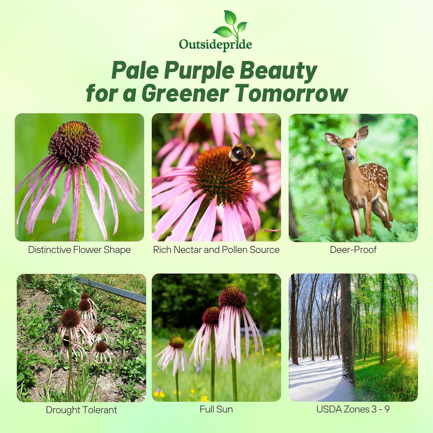 Echinacea Pallida Plants