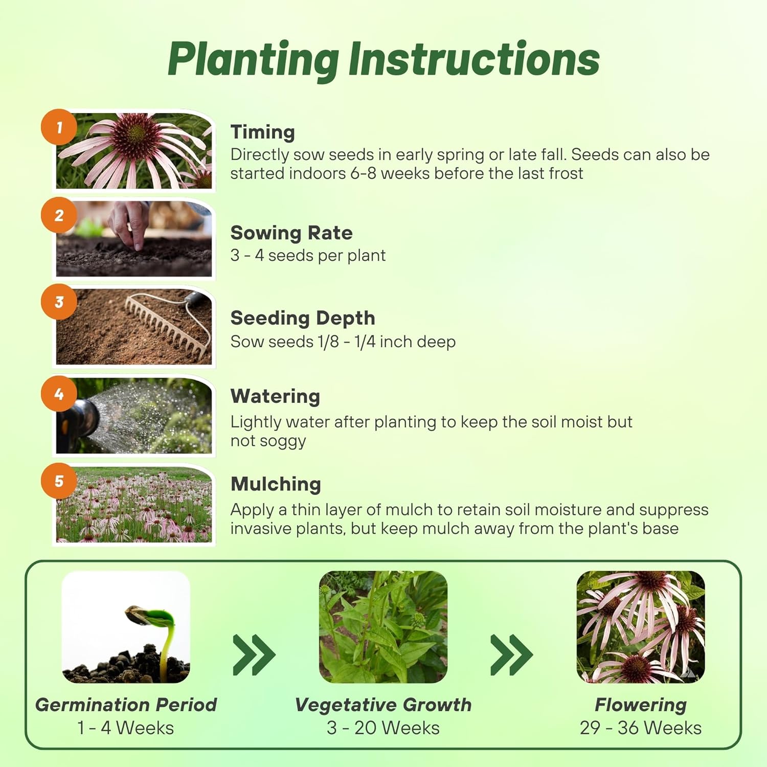 Echinacea Pallida Plants