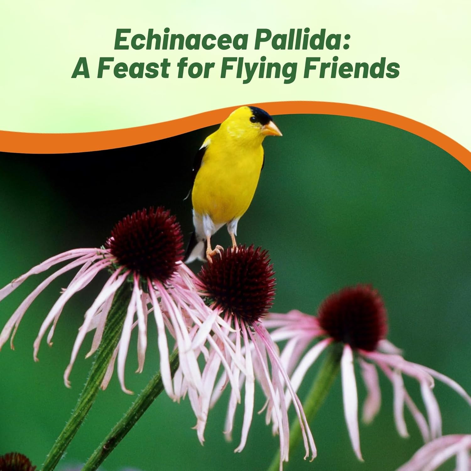 Echinacea Pallida Plants