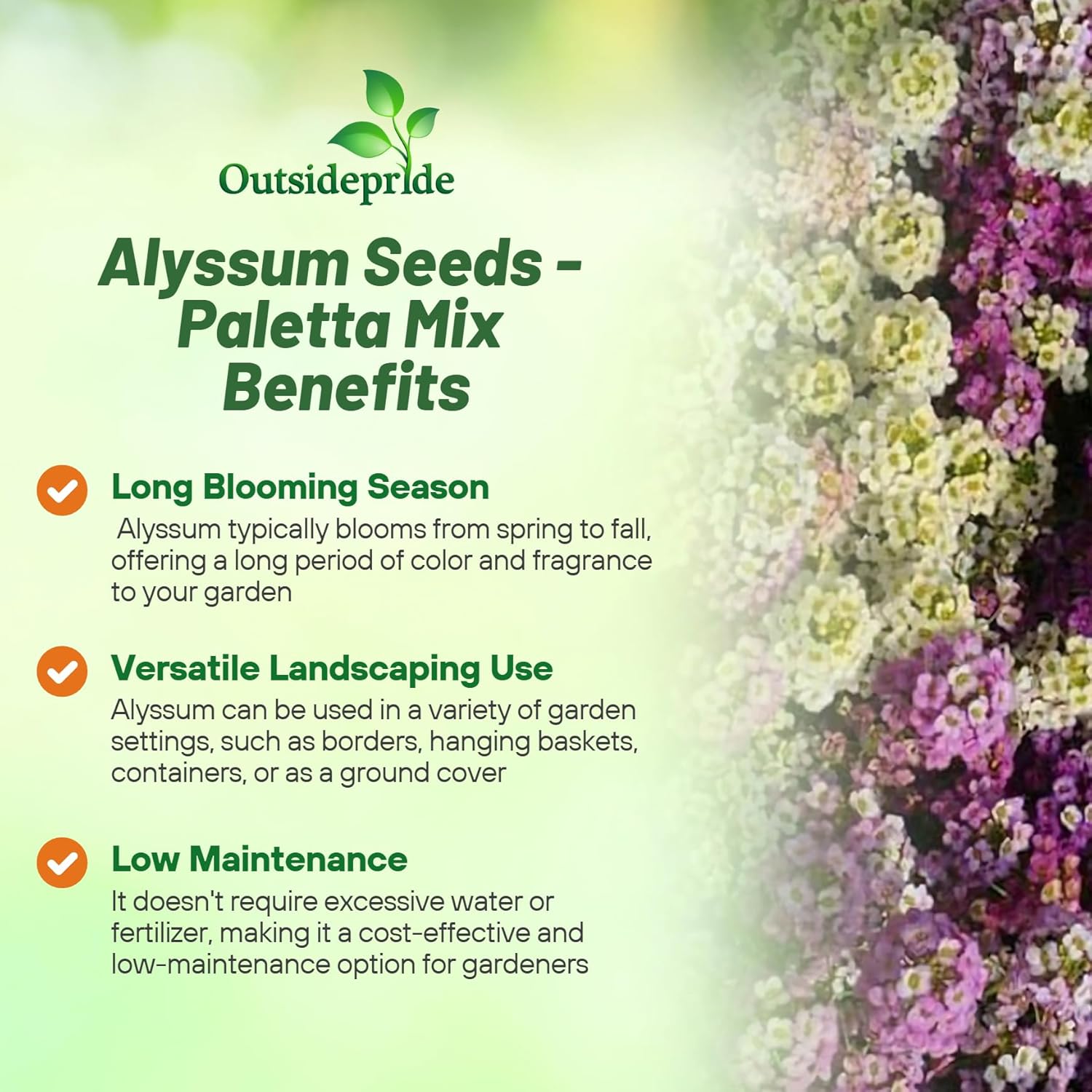 Alyssum Paletta Ground Cover Mix