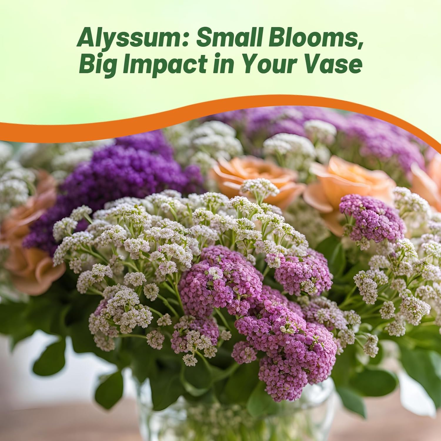 Alyssum Paletta Planting Directions