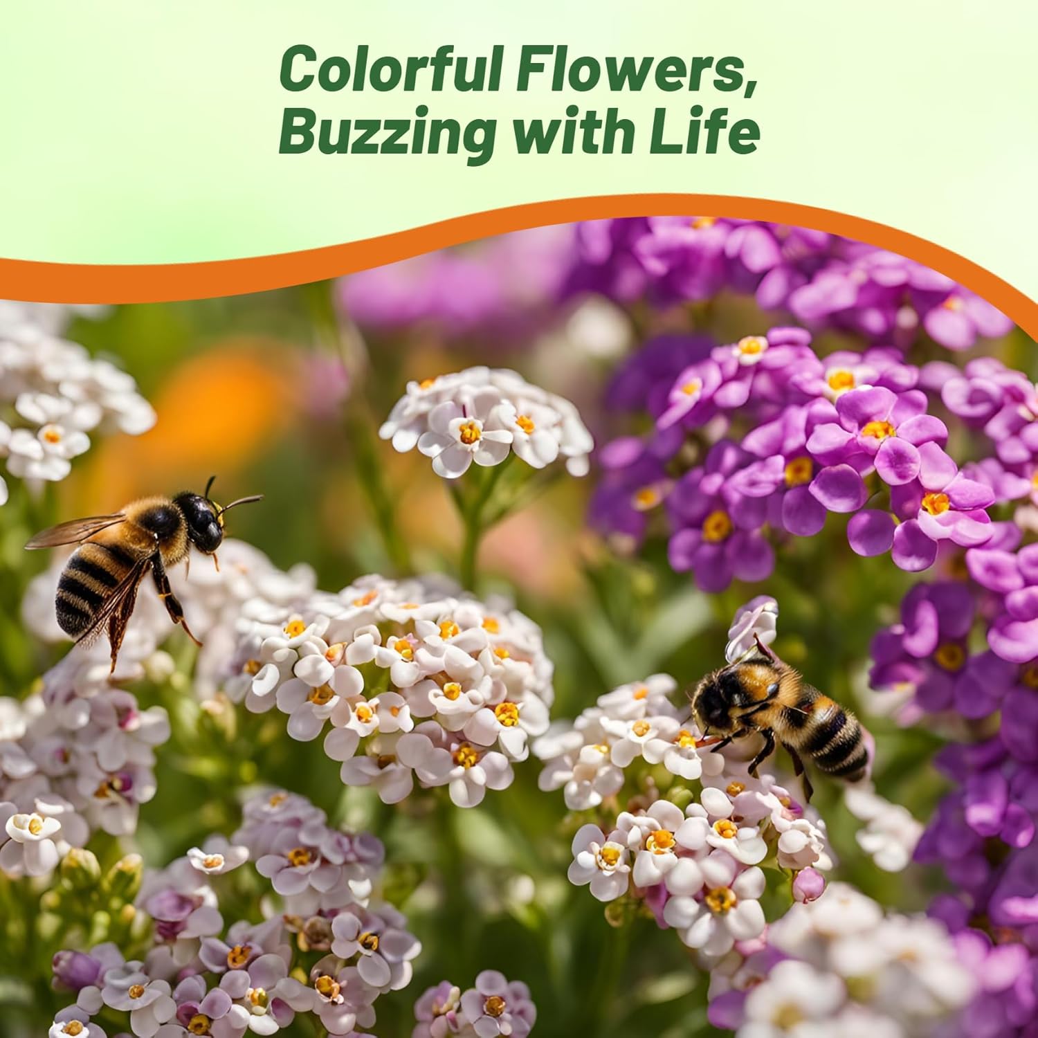 Alyssum Paletta Flowering Ground Cover