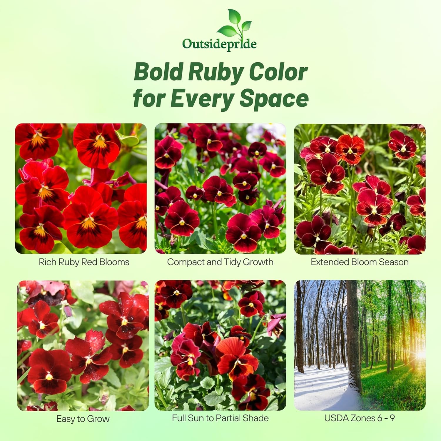 Viola Cornuta Arkwright Ruby Flowers