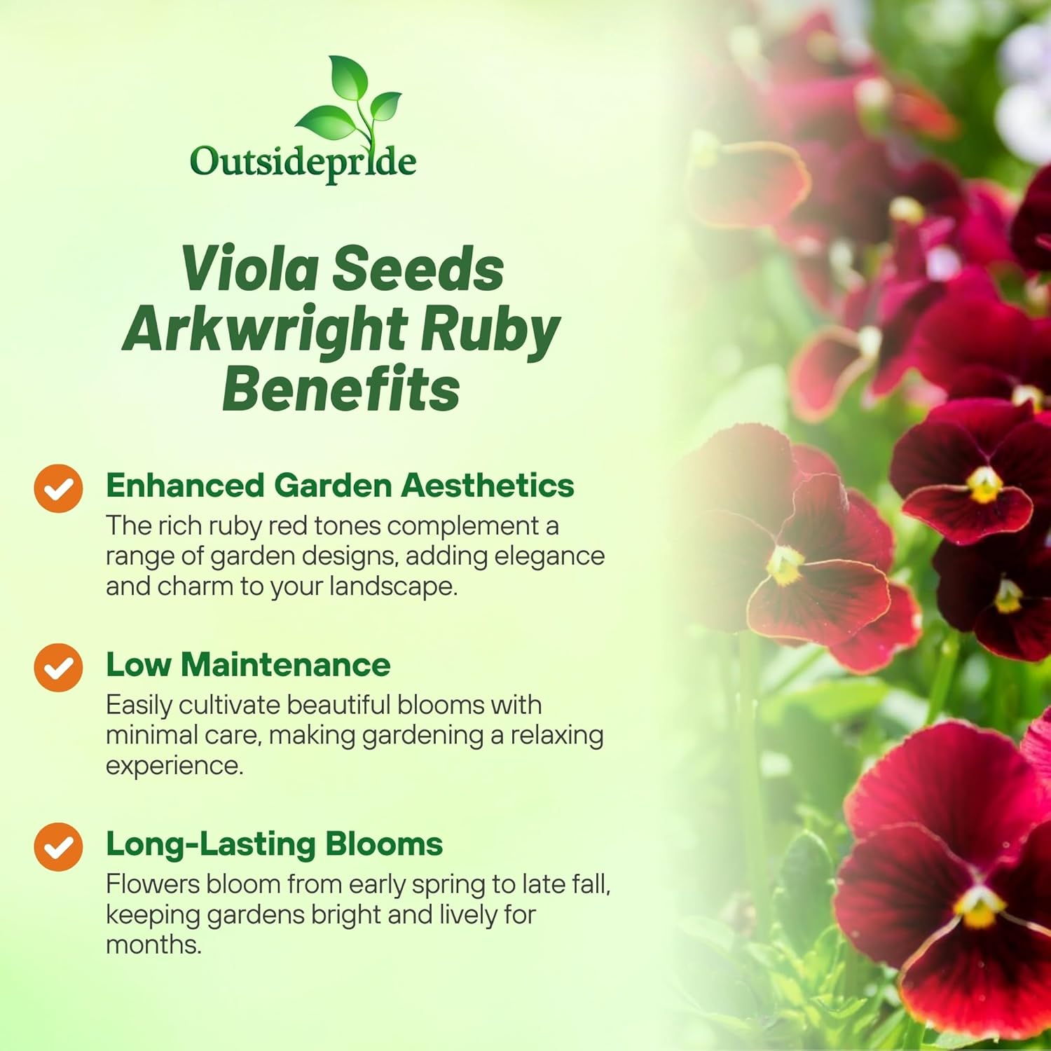 Viola Cornuta Large Arkwright Ruby