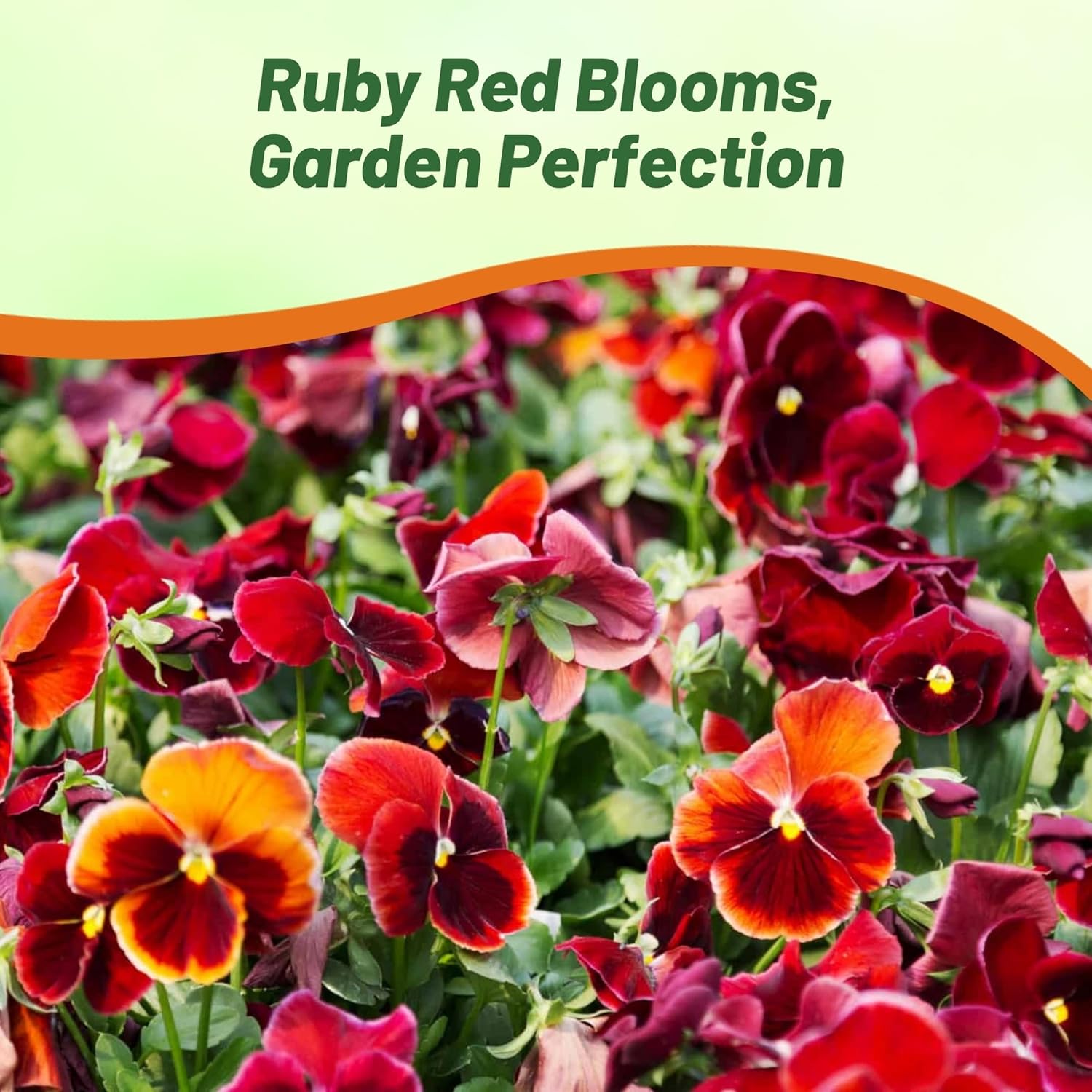 Viola Cornuta Arkwright Ruby Garden Flowers