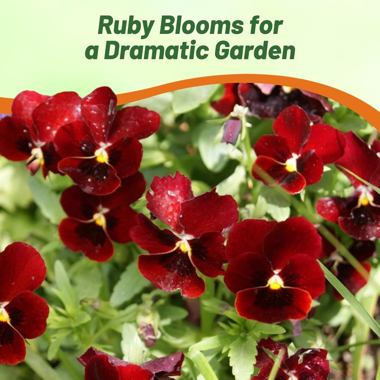 Viola Large Arkwright Ruby Flowers