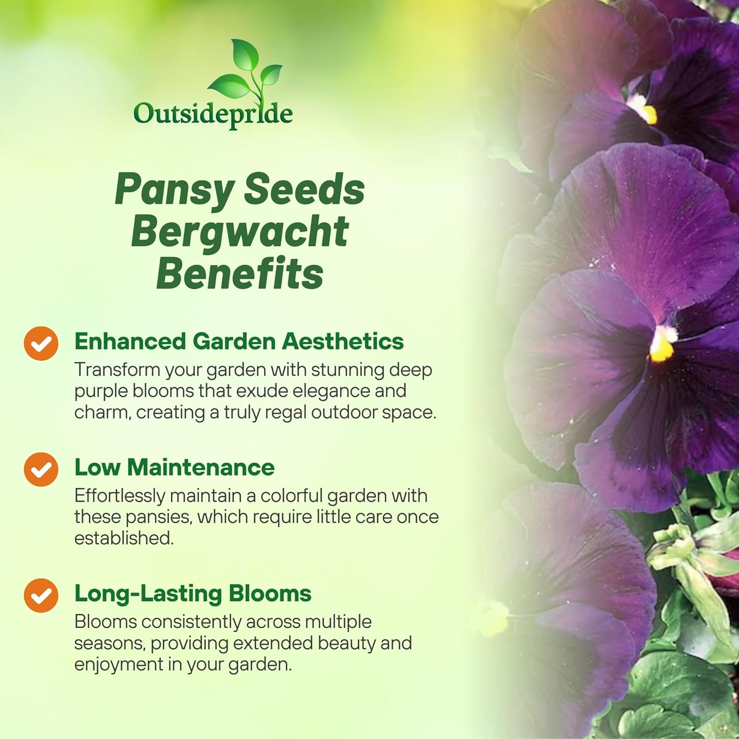 Pansy Swiss Giants Bergwacht Garden Flower