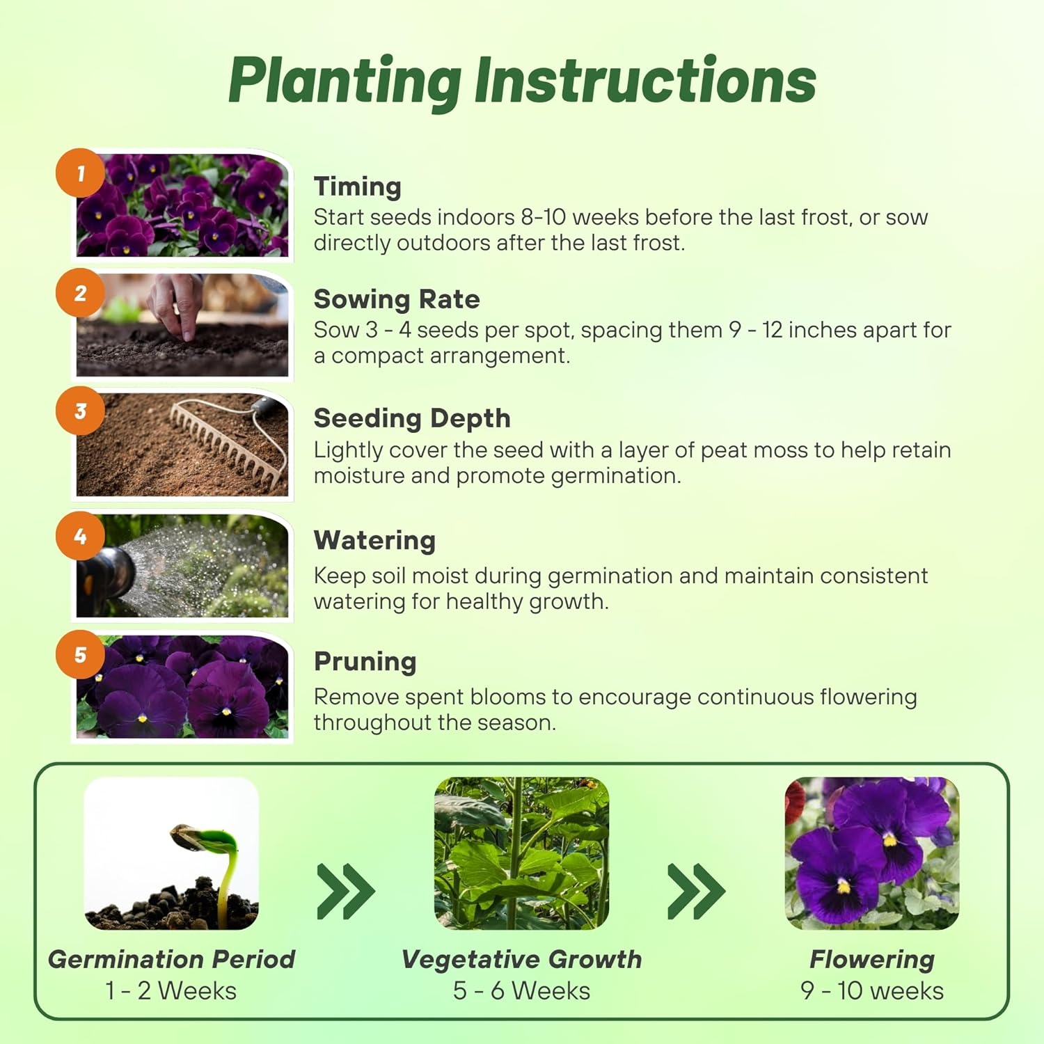 Pansy Swiss Giants Bergwacht Planting Directions