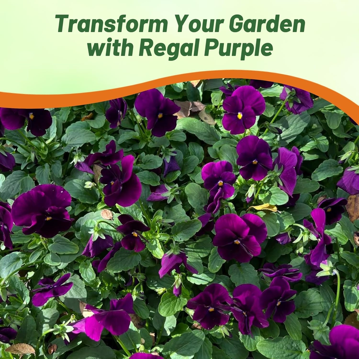 Pansy Swiss Giants Bergwacht Flower Garden