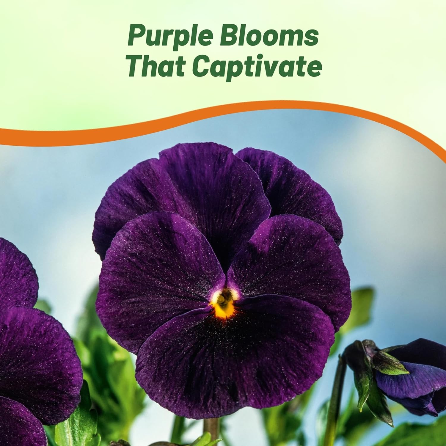 Pansy Bergwacht Flower Seeds