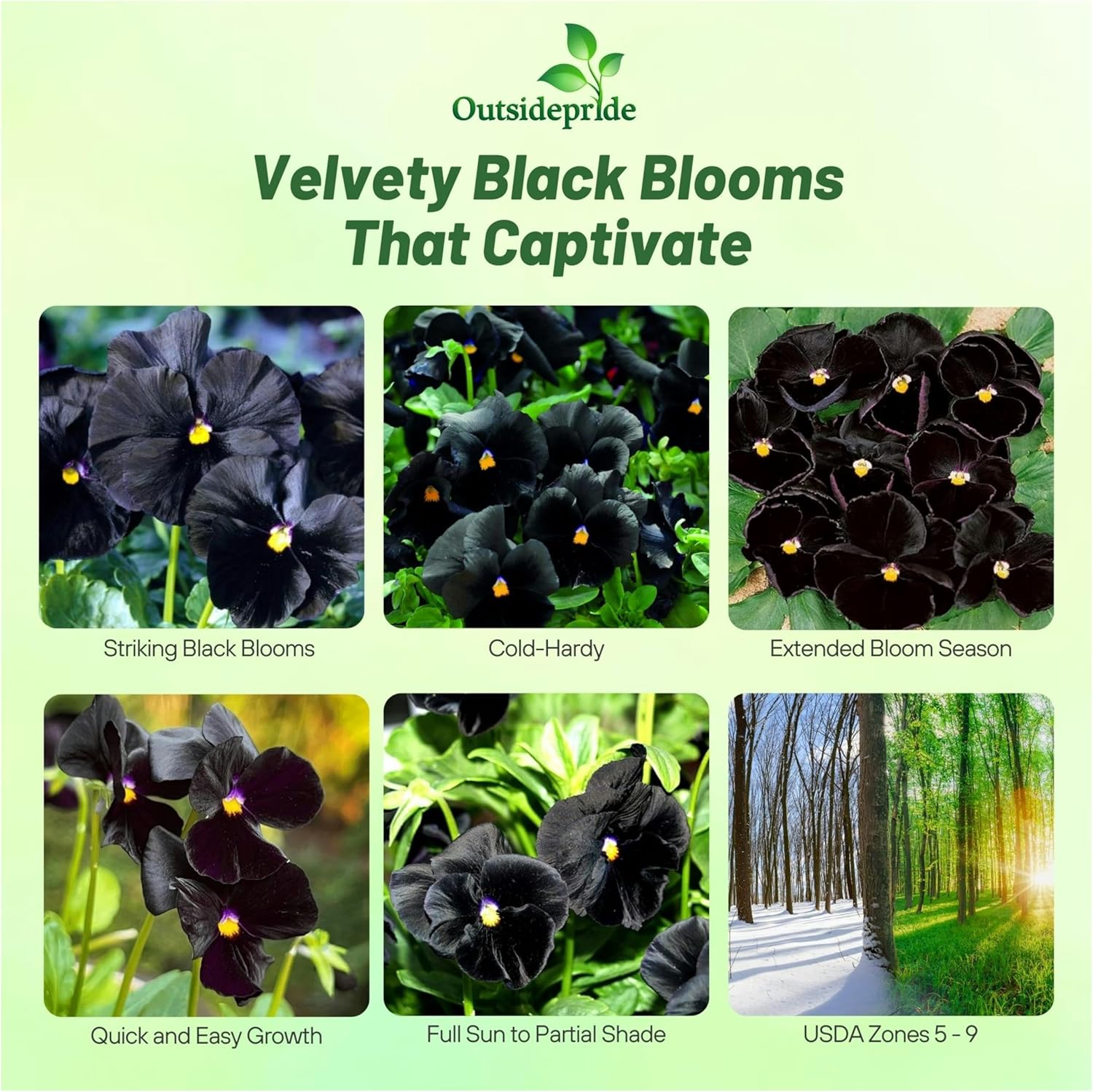 Viola Black Pansy Flower Seeds