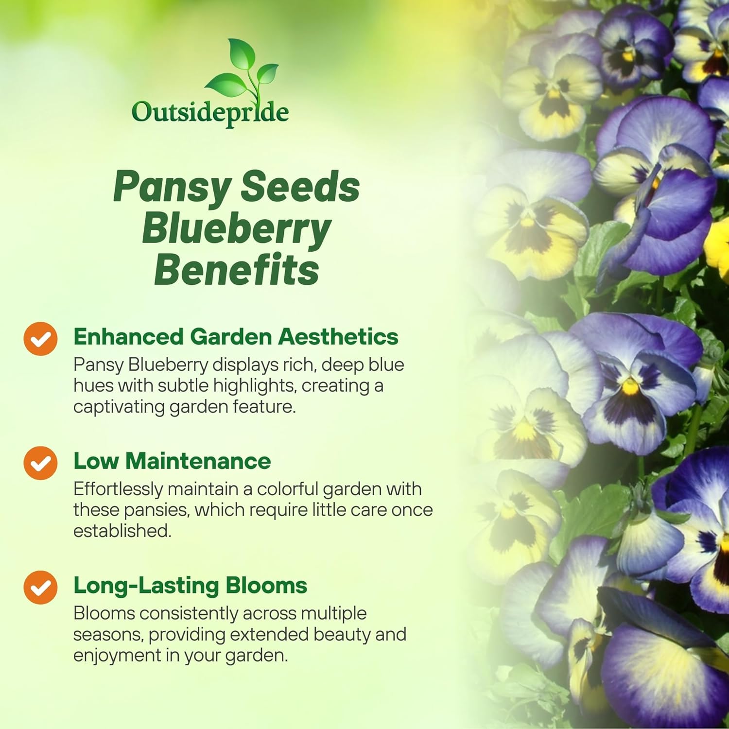Pansy Blueberry Thrill Flower Seeds