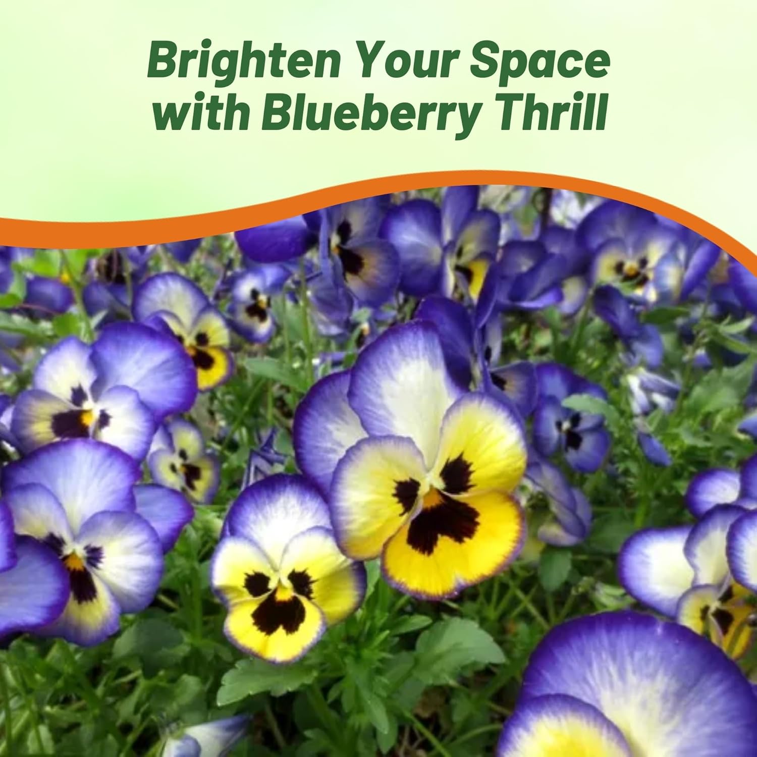 Pansy Blueberry Thrill Flower Garden