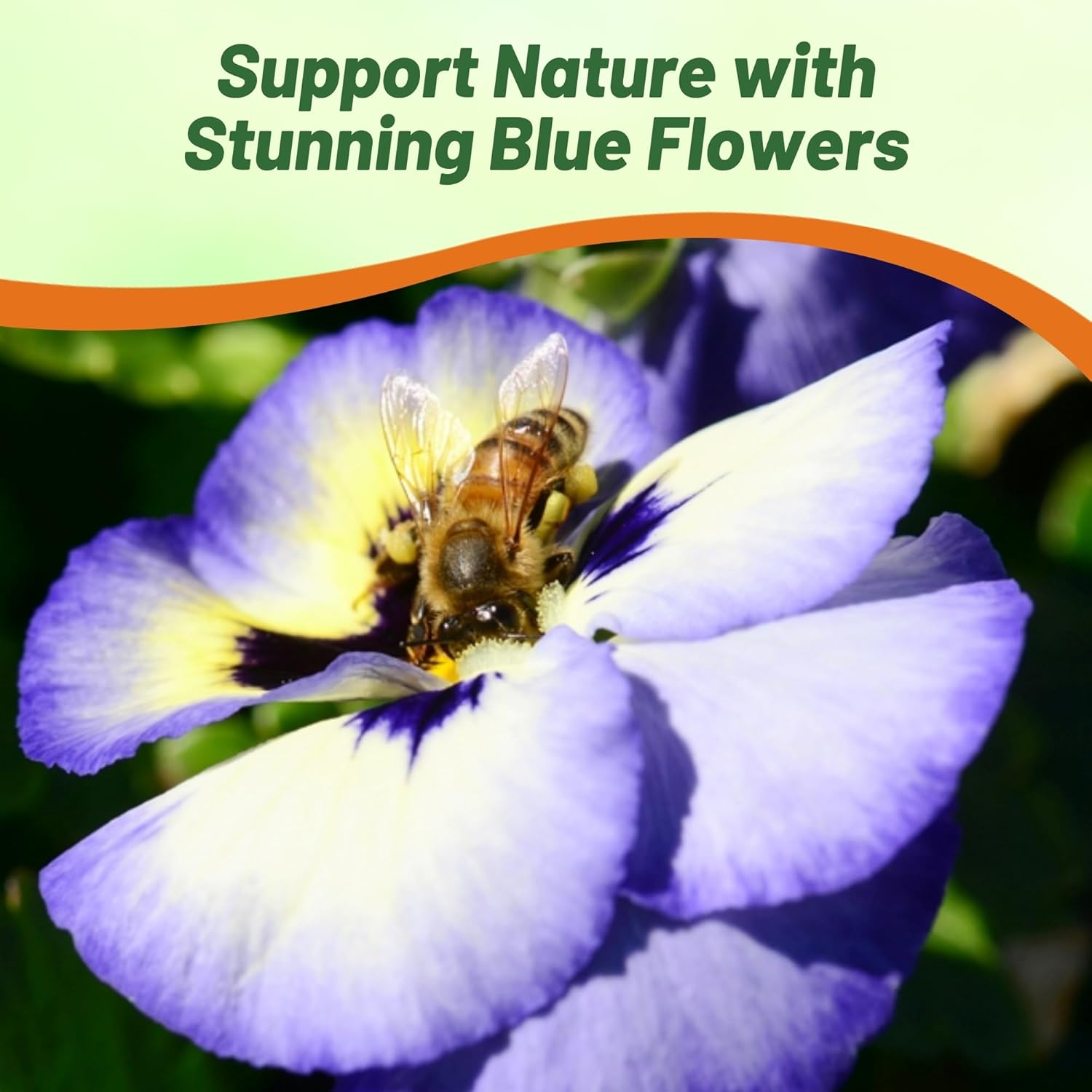 Pansy Blueberry Thrill Flowers