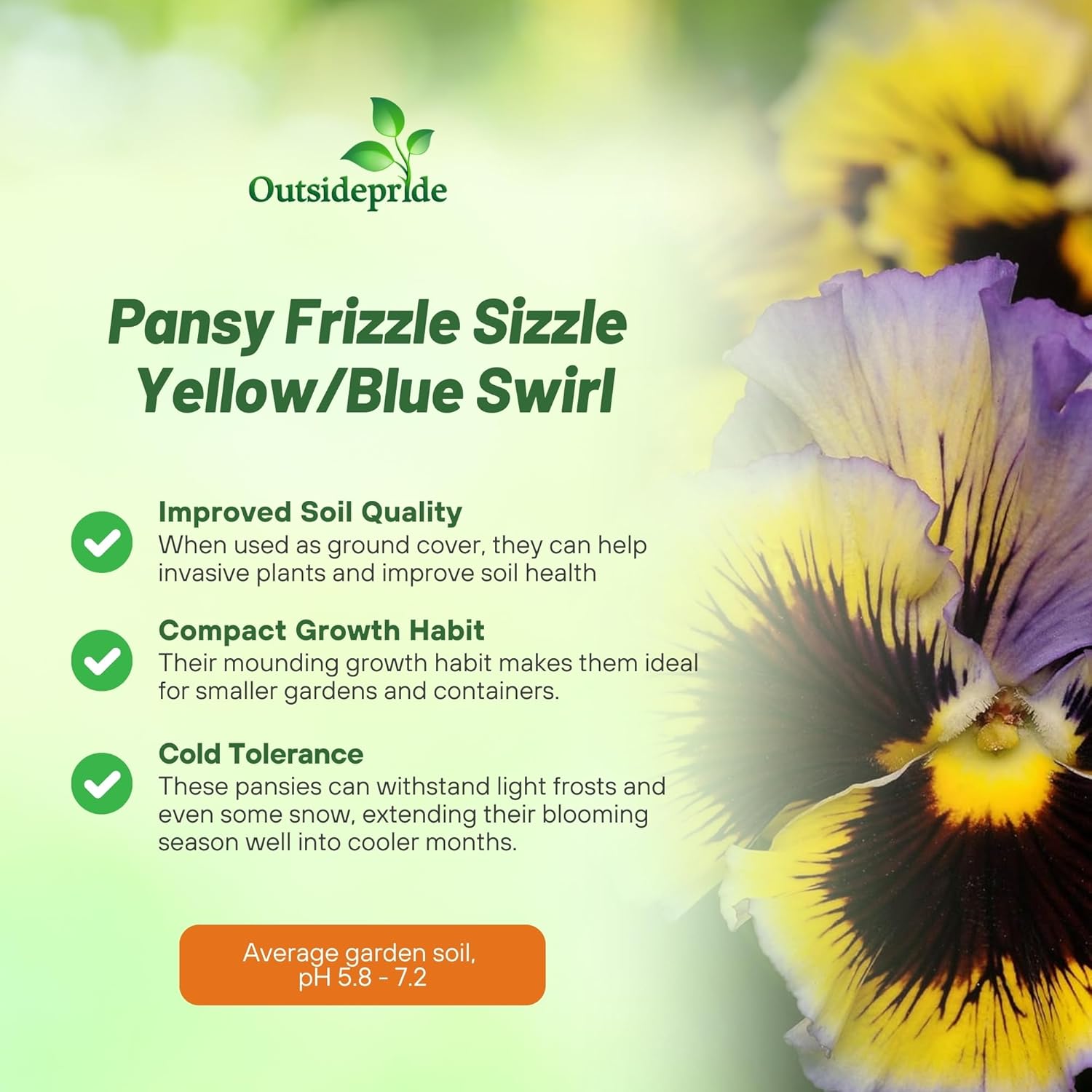 Pansy Yellow/Blue Swirl Flowers