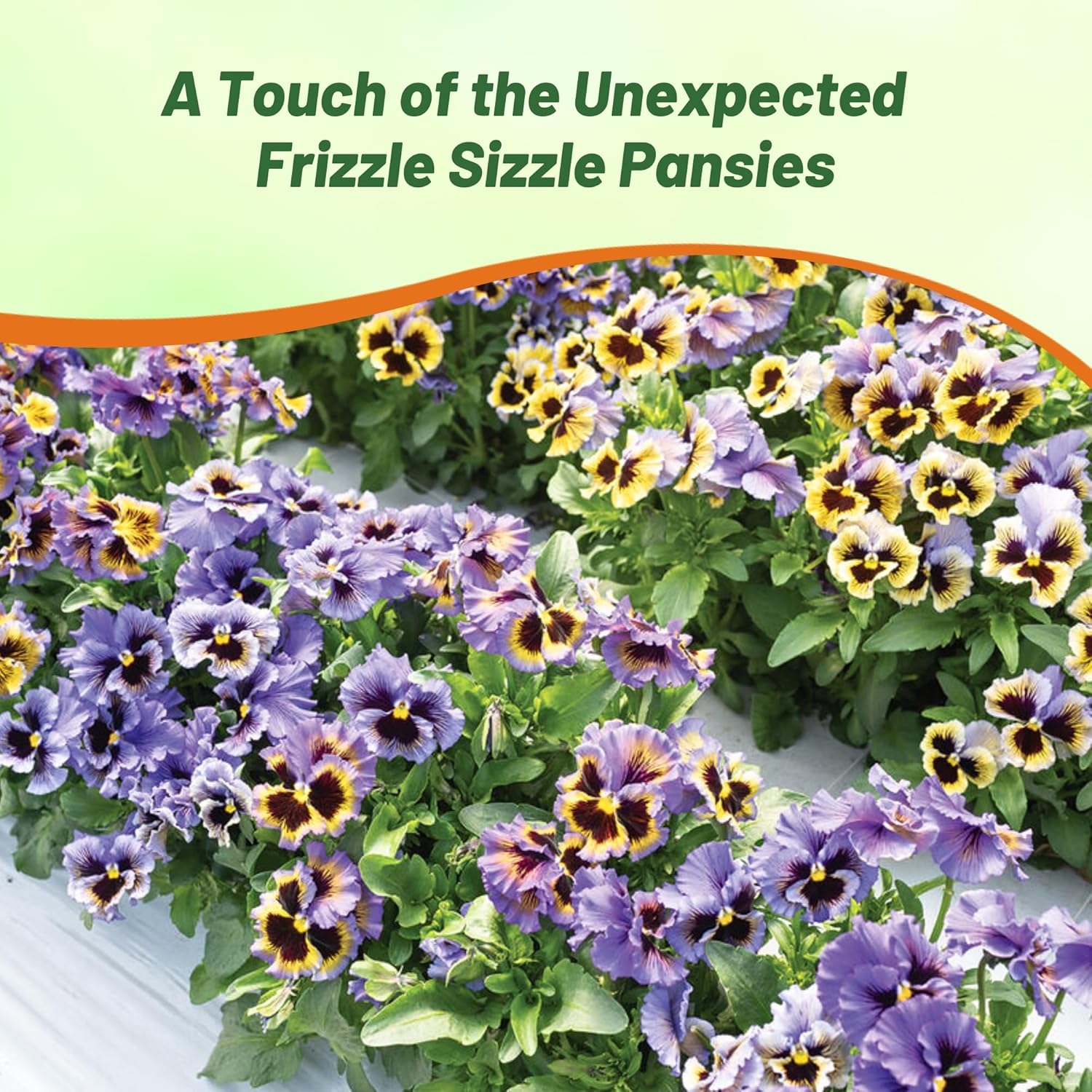 Pansy Frizzle Sizzle Yellow/Blue Swirl Seeds
